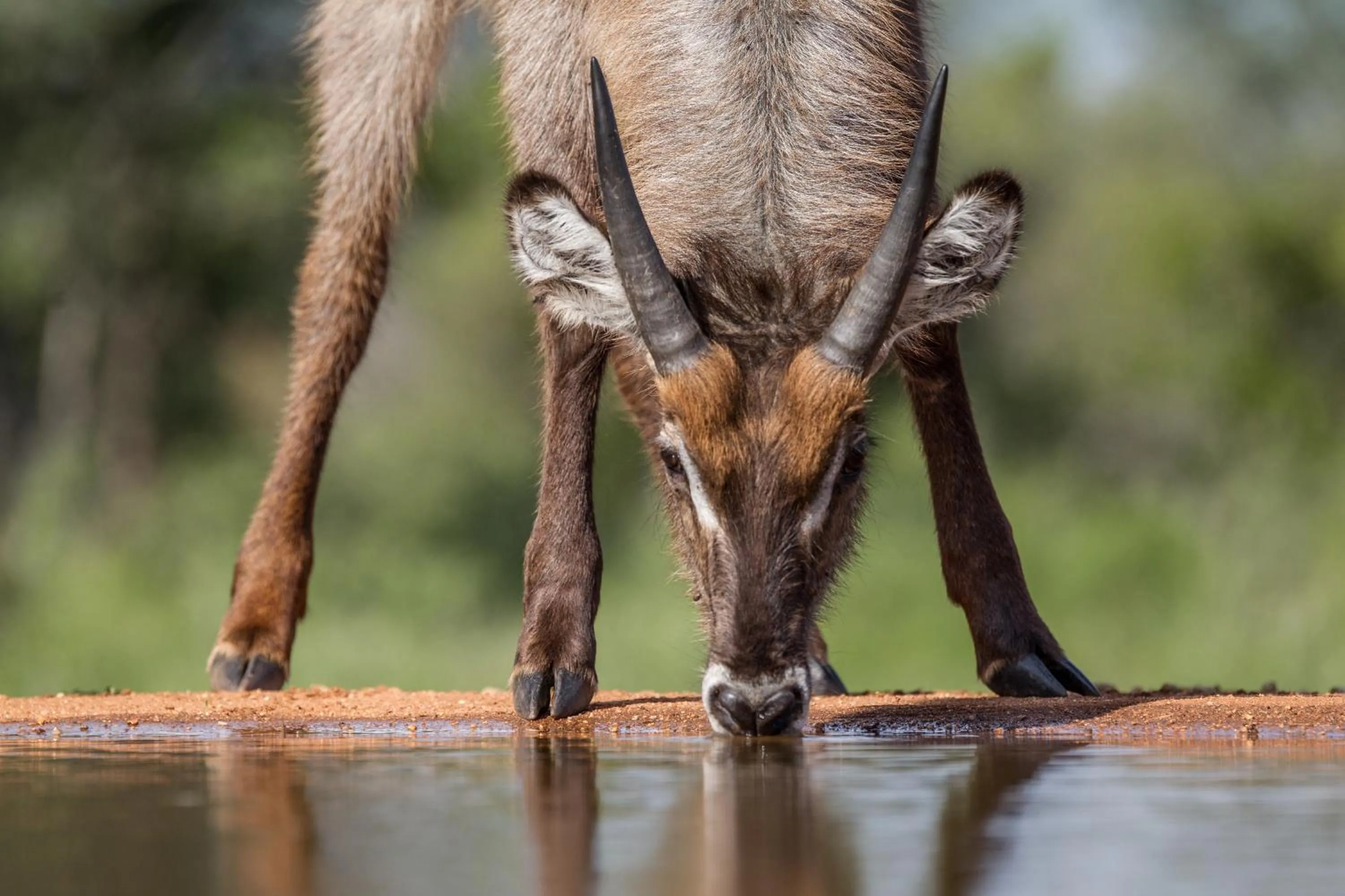 Animals in Karongwe - Kuname Safari Lodge