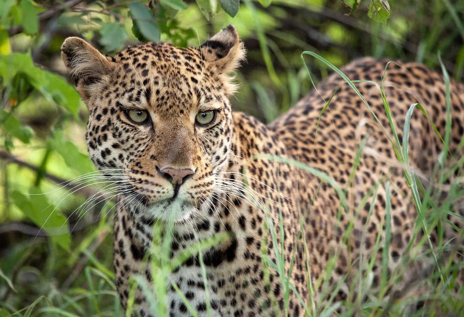 Activities in Karongwe - Kuname Safari Lodge