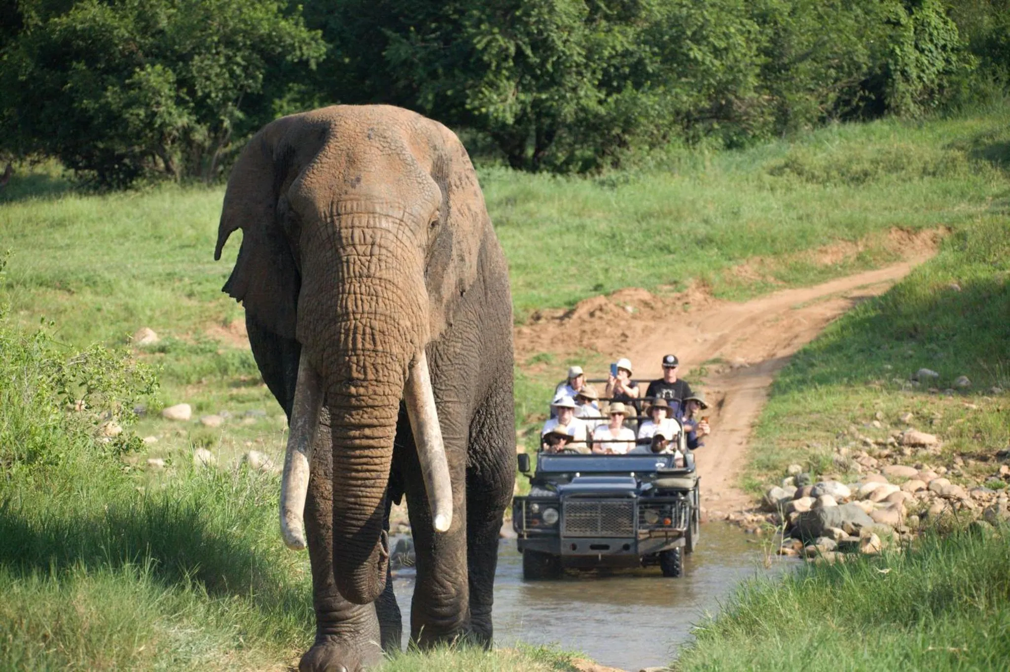 Animals in Karongwe - Kuname Safari Lodge