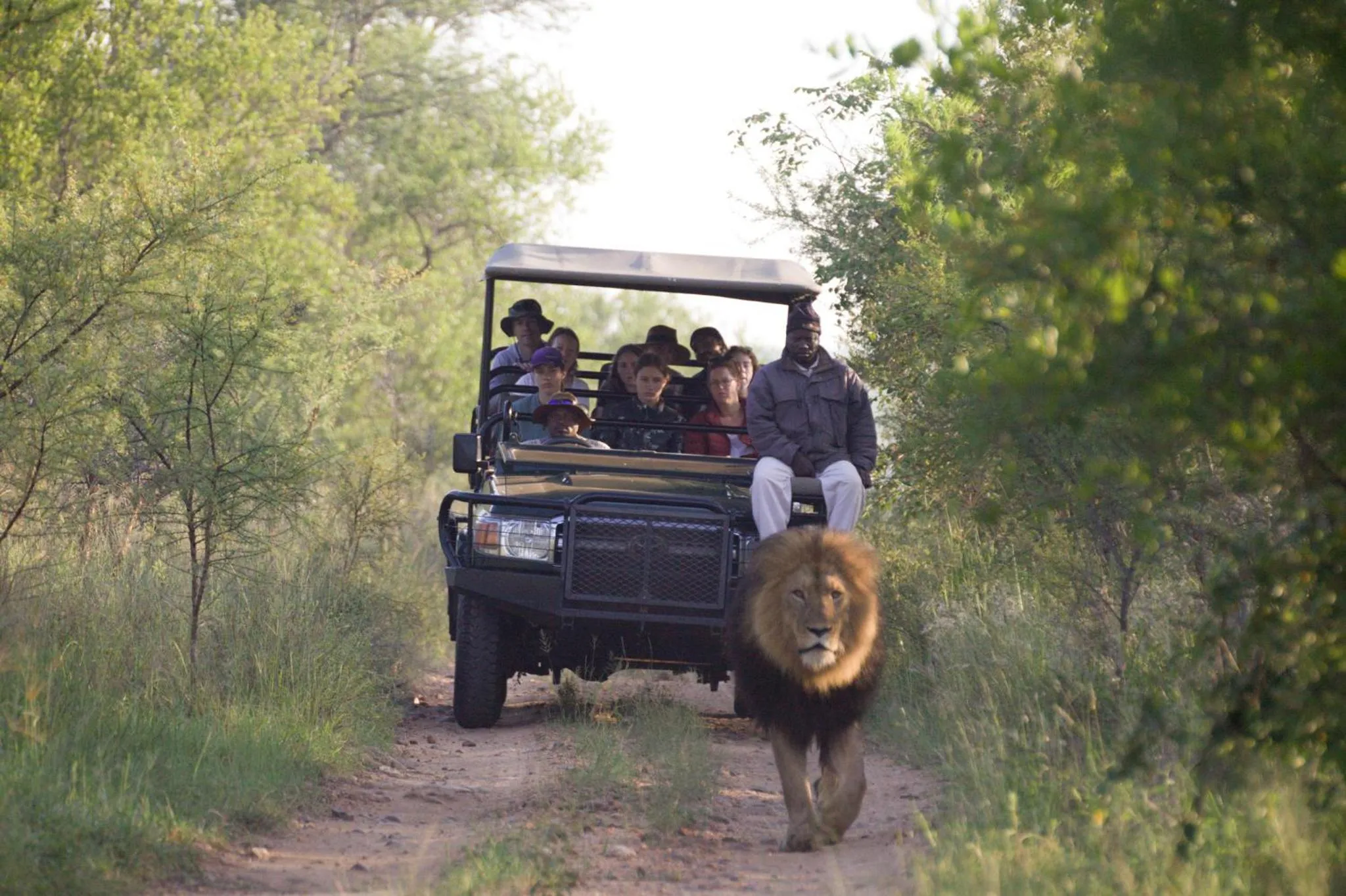 Animals in Karongwe - Kuname Safari Lodge