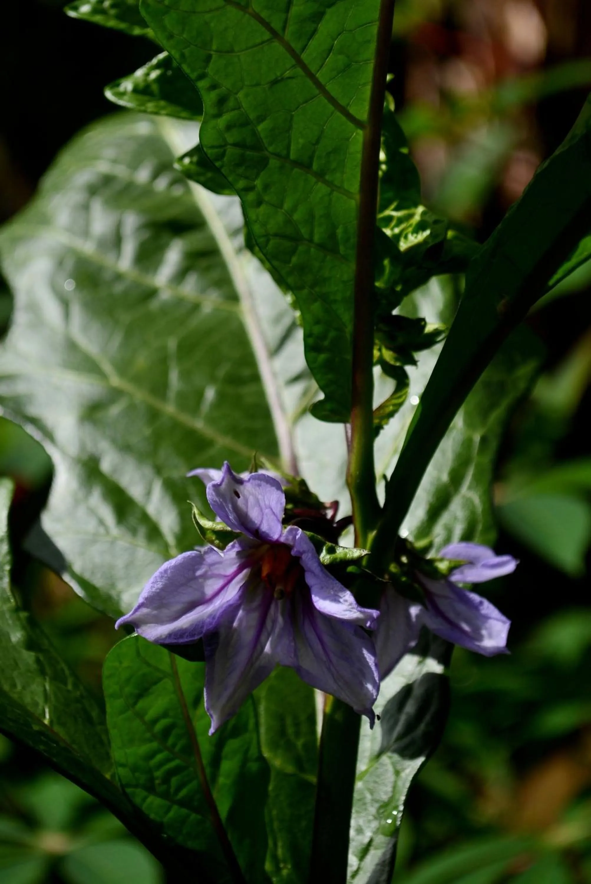 Hiking in Green View Holiday Resort