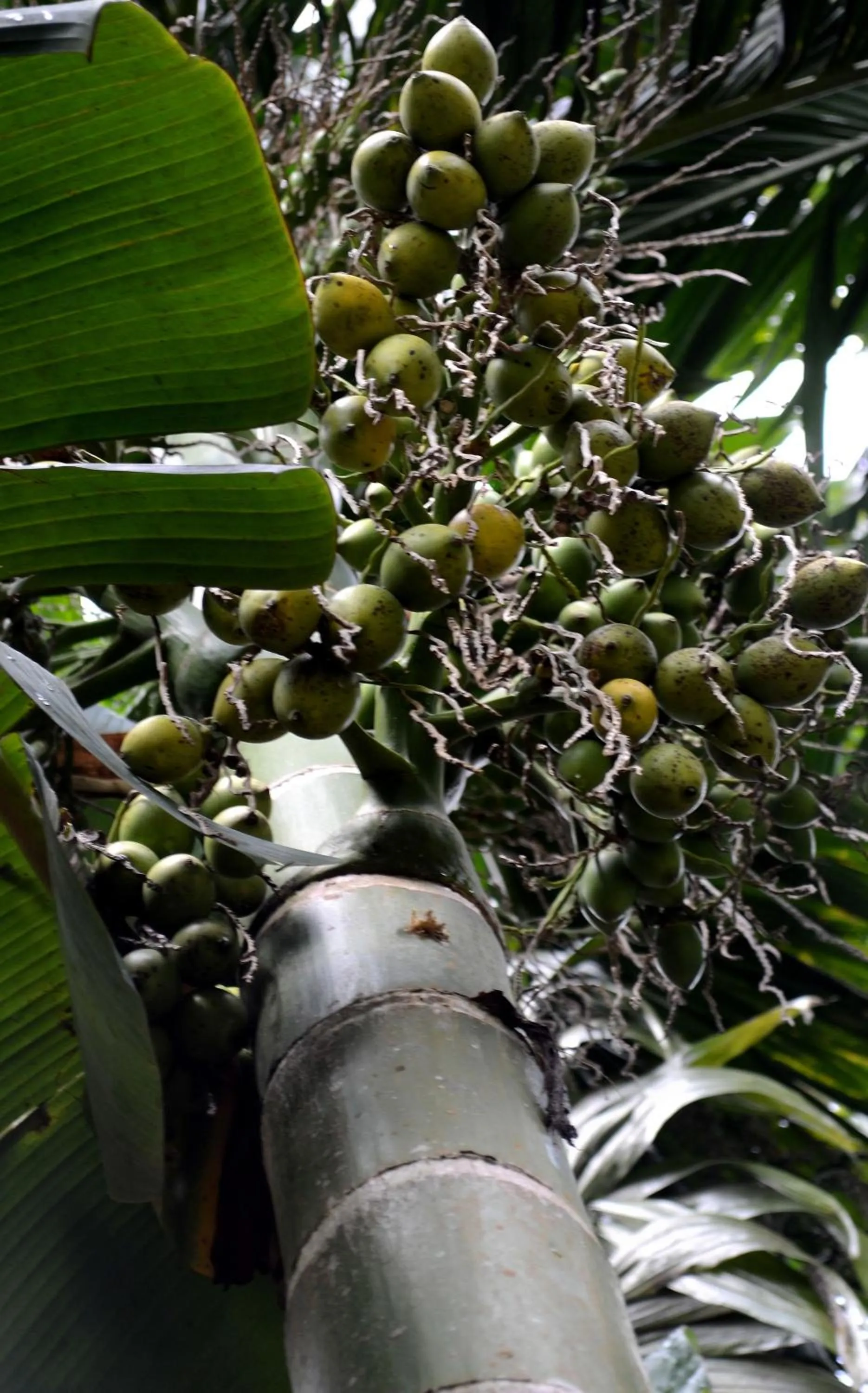 Hiking in Green View Holiday Resort