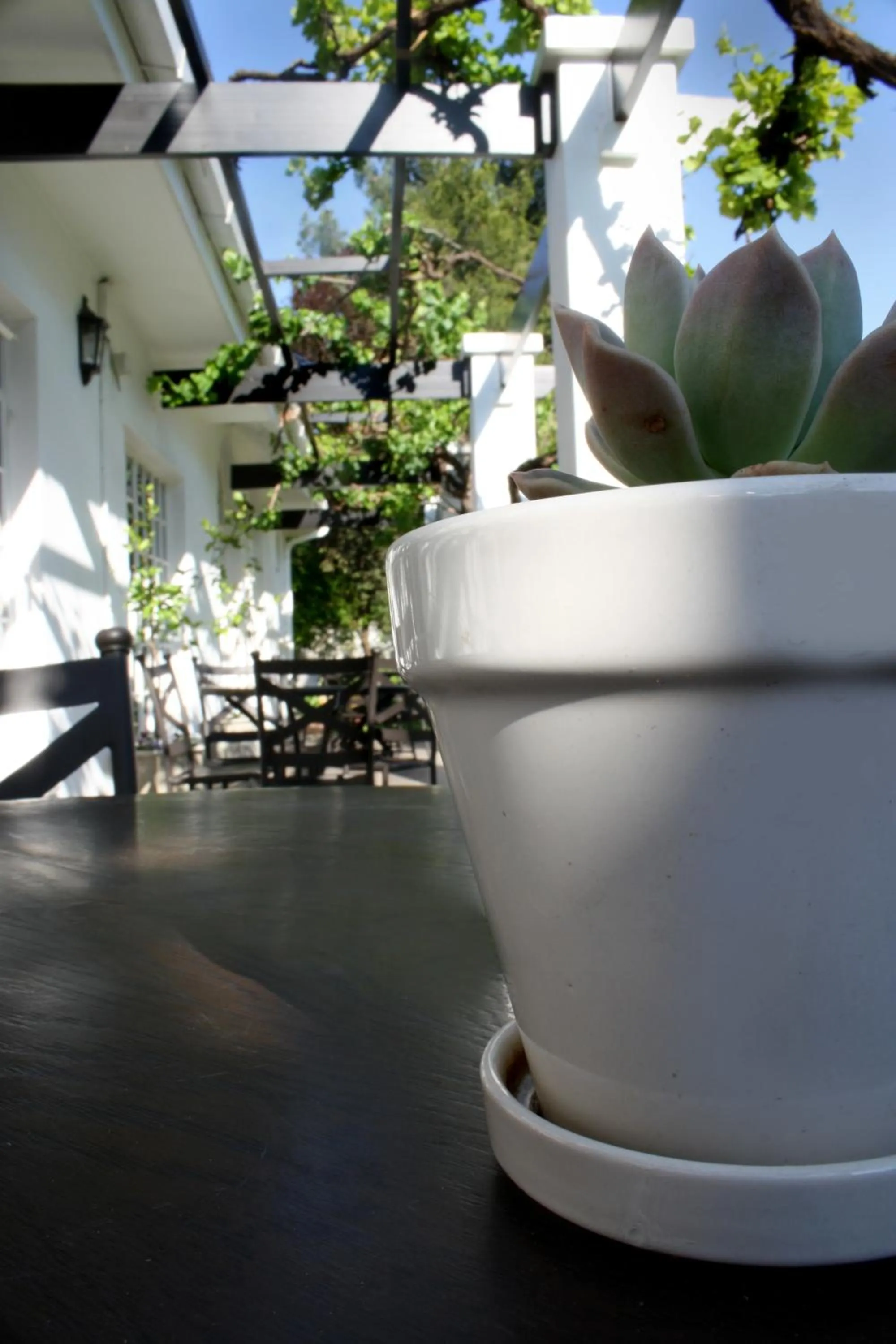 Garden view in Lemon & Lime Guesthouse