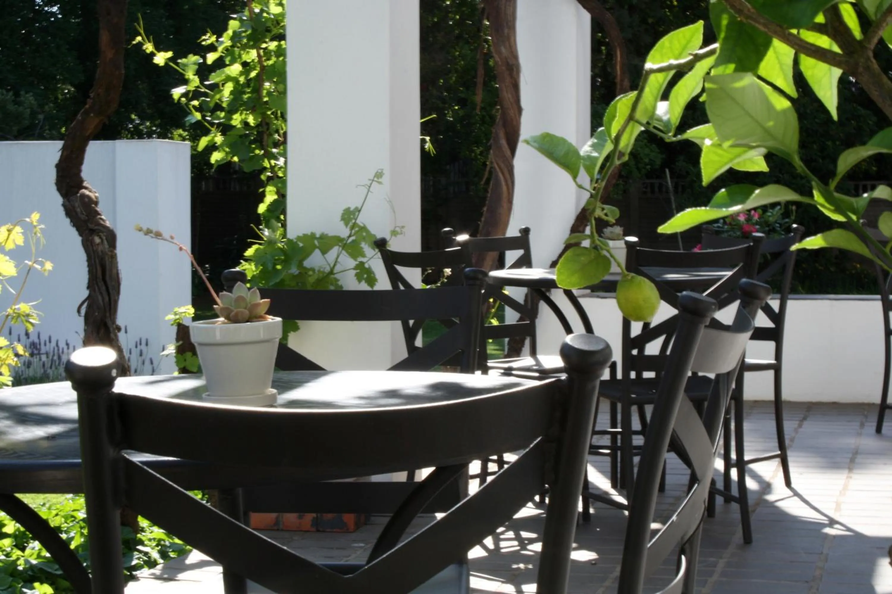 Patio in Lemon & Lime Guesthouse