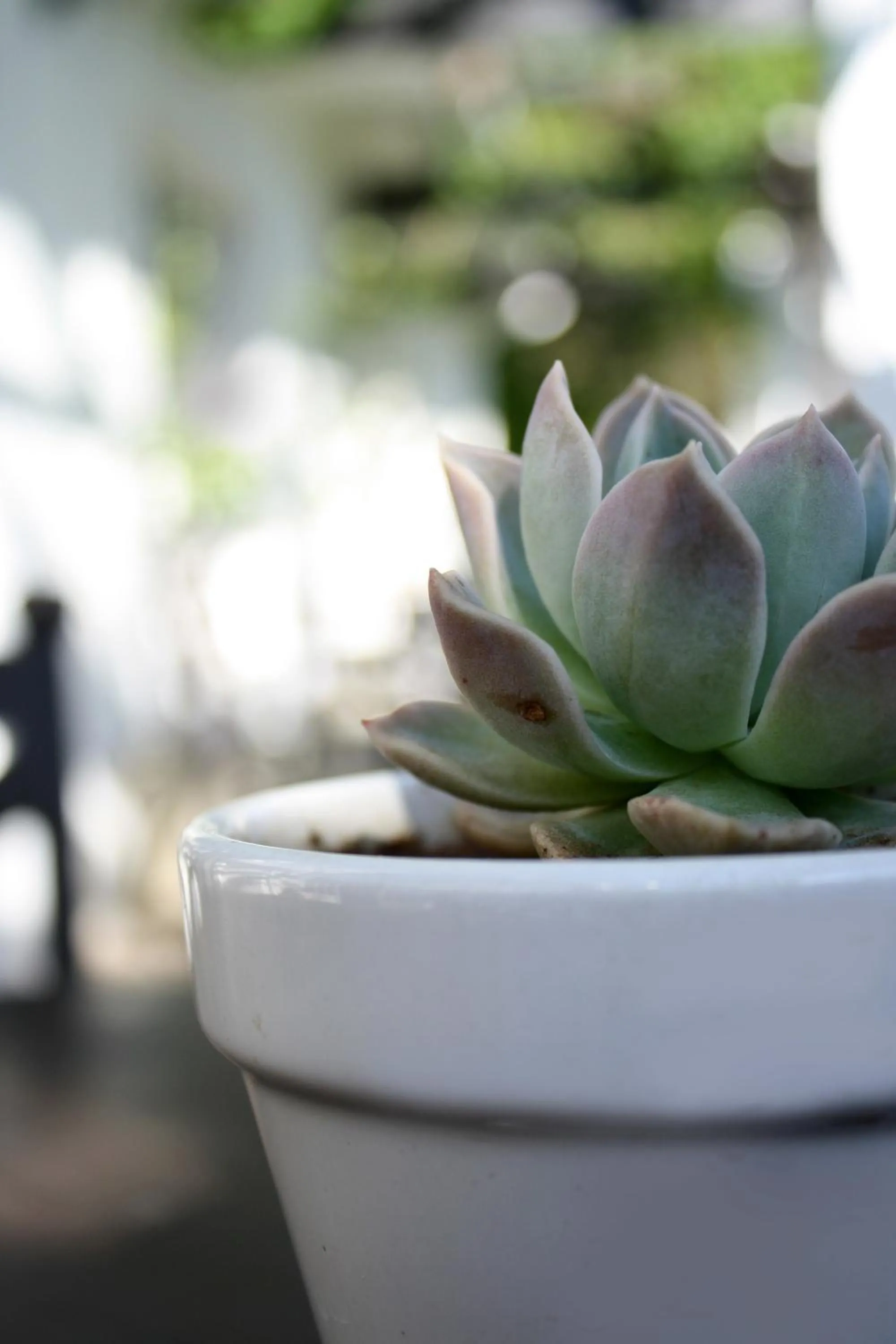 Decorative detail in Lemon & Lime Guesthouse