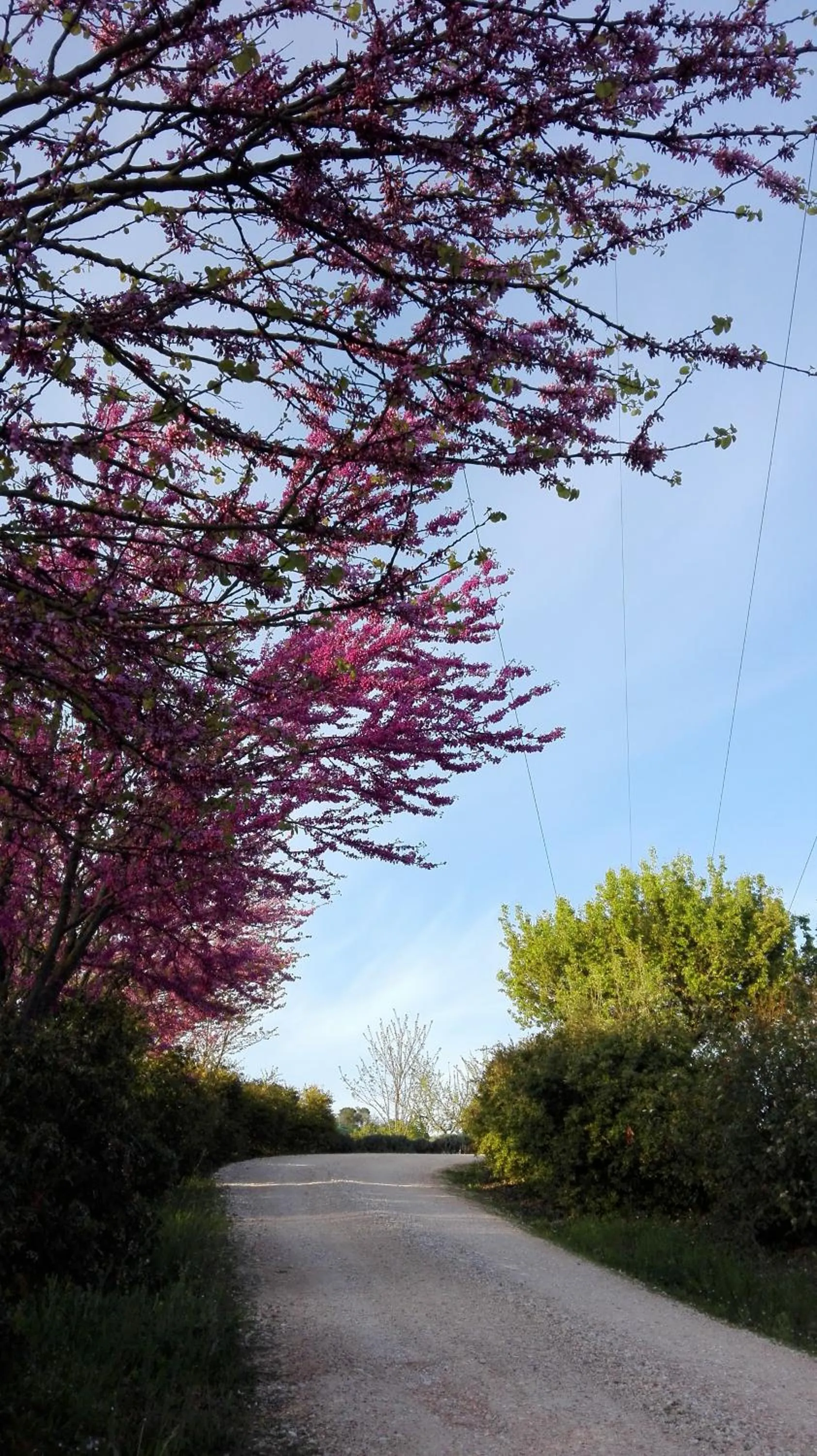 Street view in B&B Antegiano