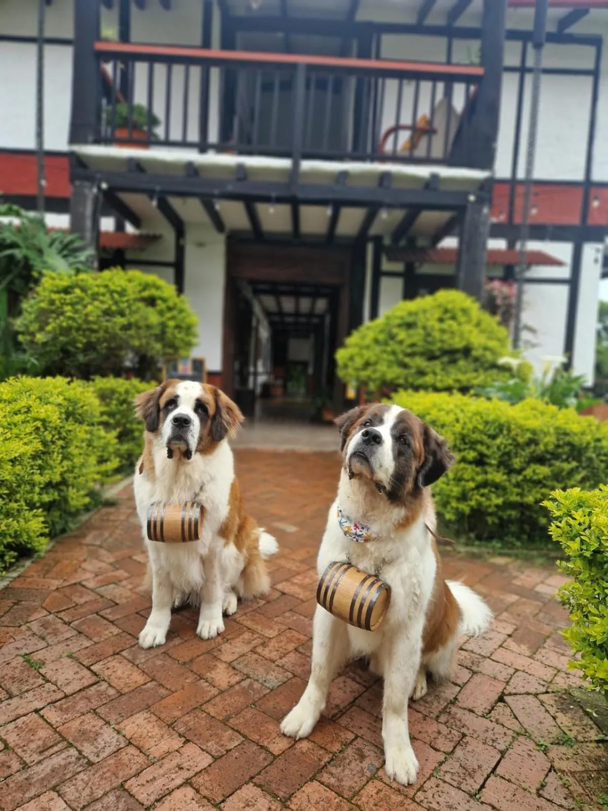 Pets in Coffee Tree Boutique Hostel