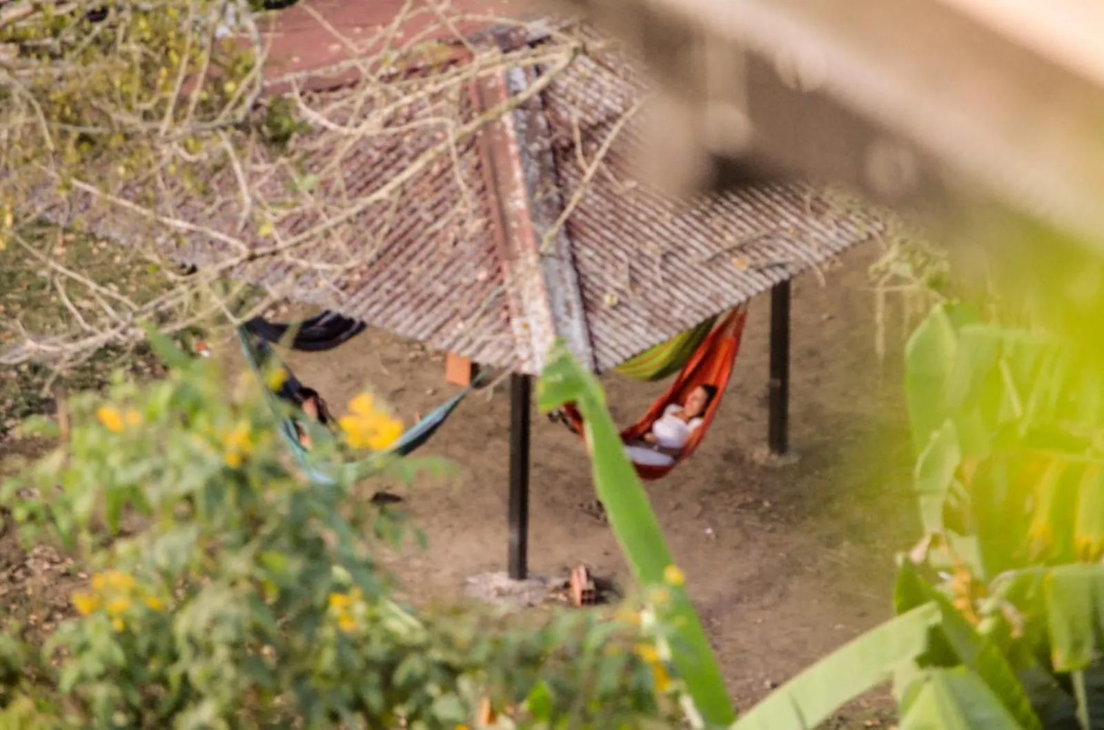 Garden view in Coffee Tree Boutique Hostel
