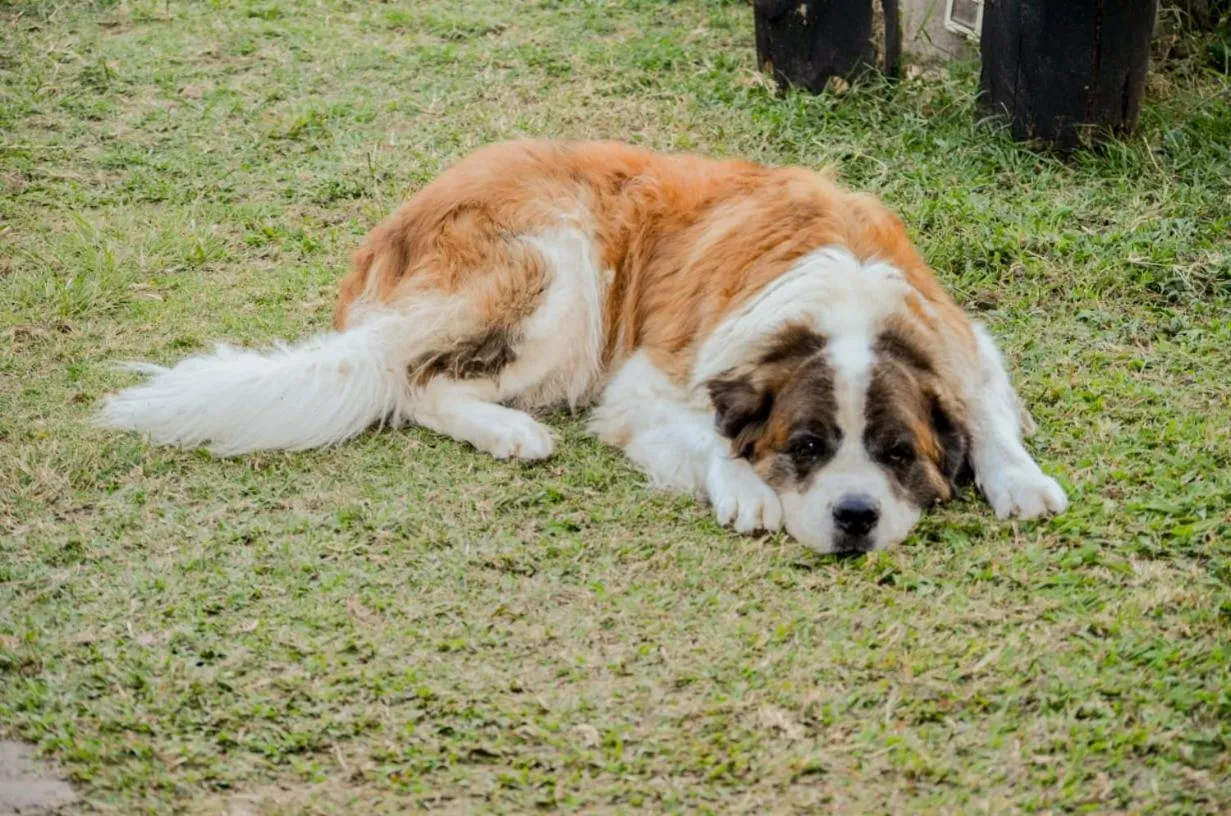 Pets in Coffee Tree Boutique Hostel