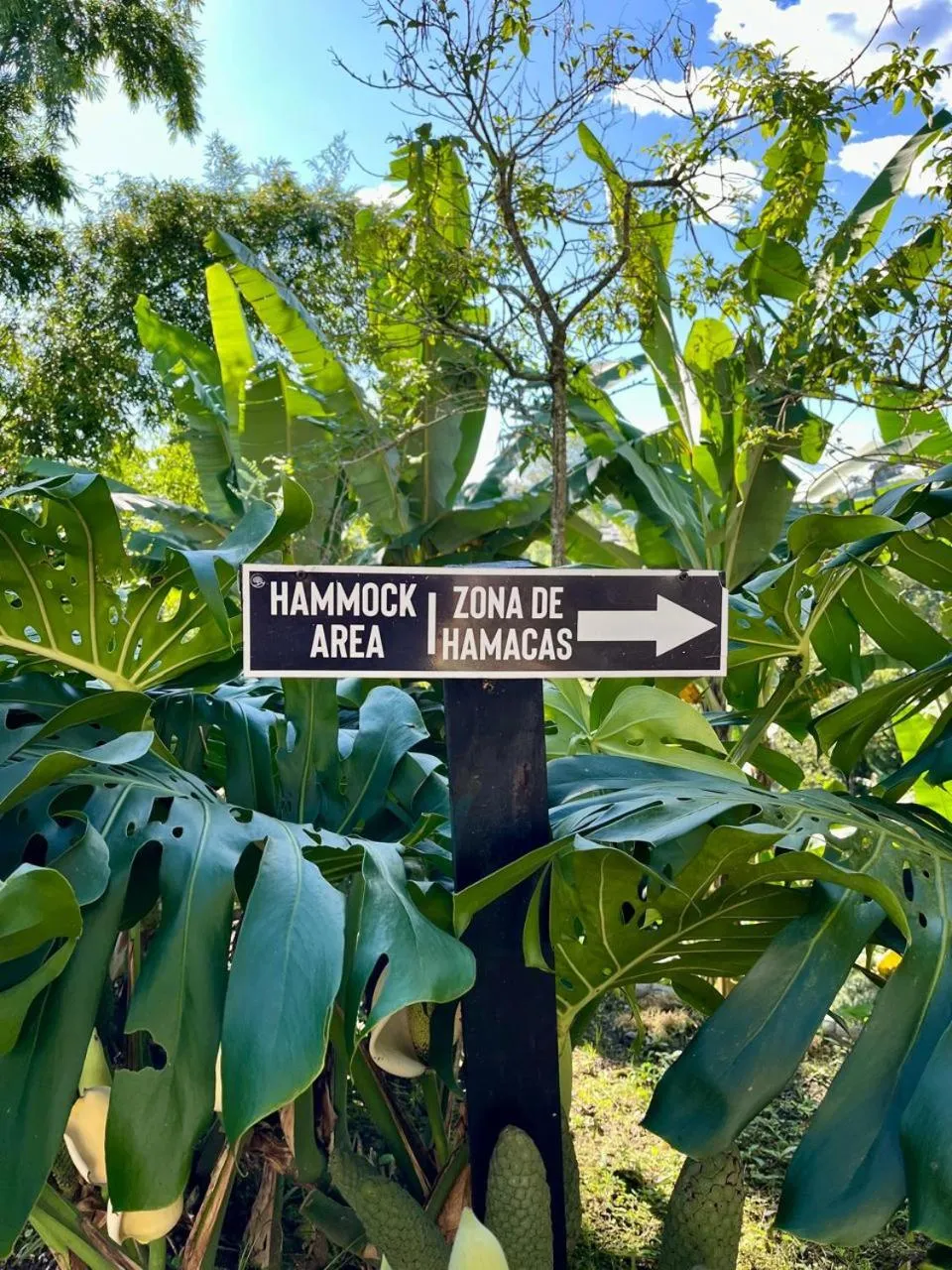 Natural landscape in Coffee Tree Boutique Hostel