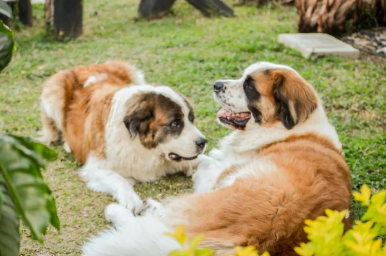Pets in Coffee Tree Boutique Hostel