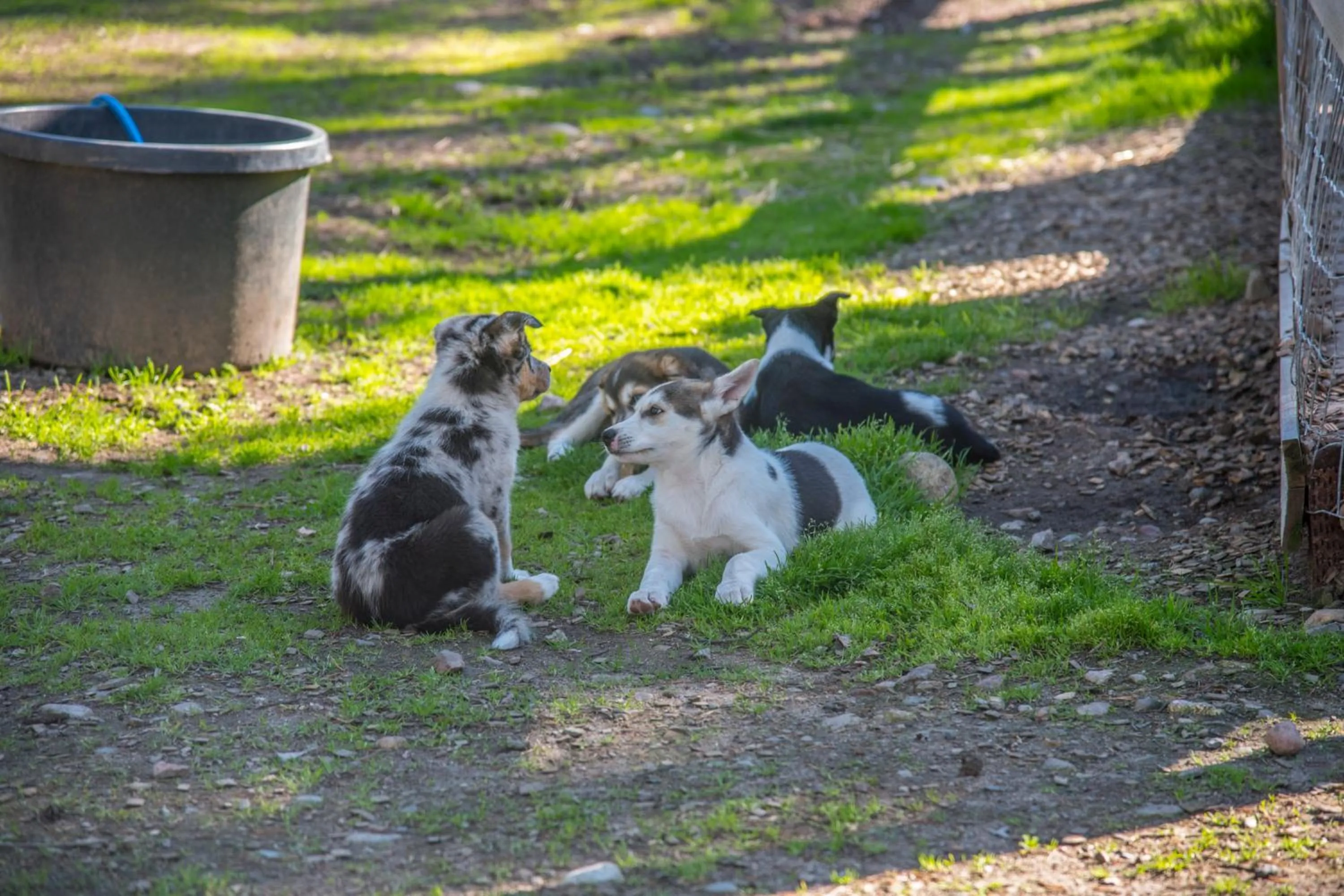 Pets in Pinetree Lodge