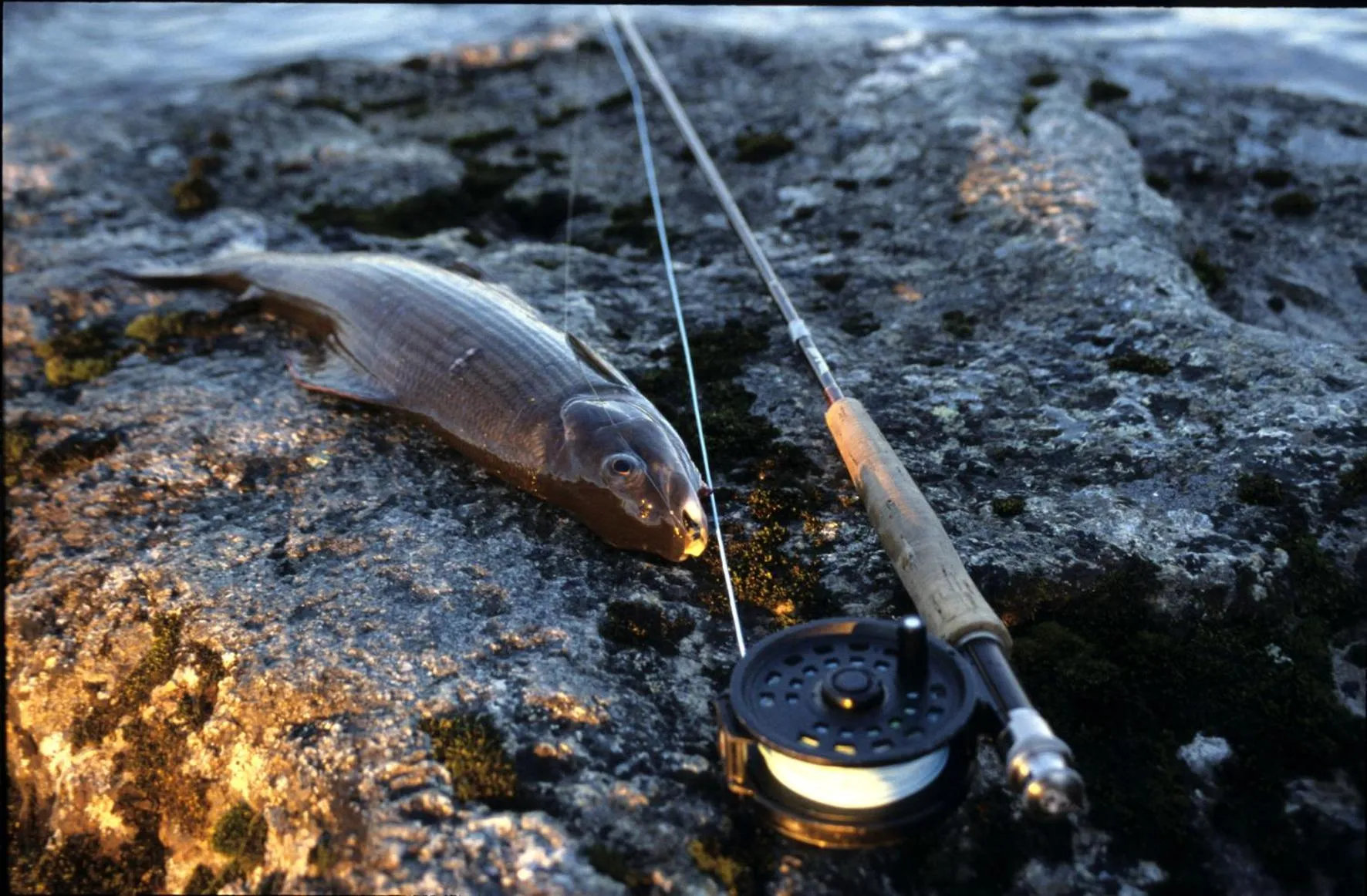 Fishing in Pinetree Lodge