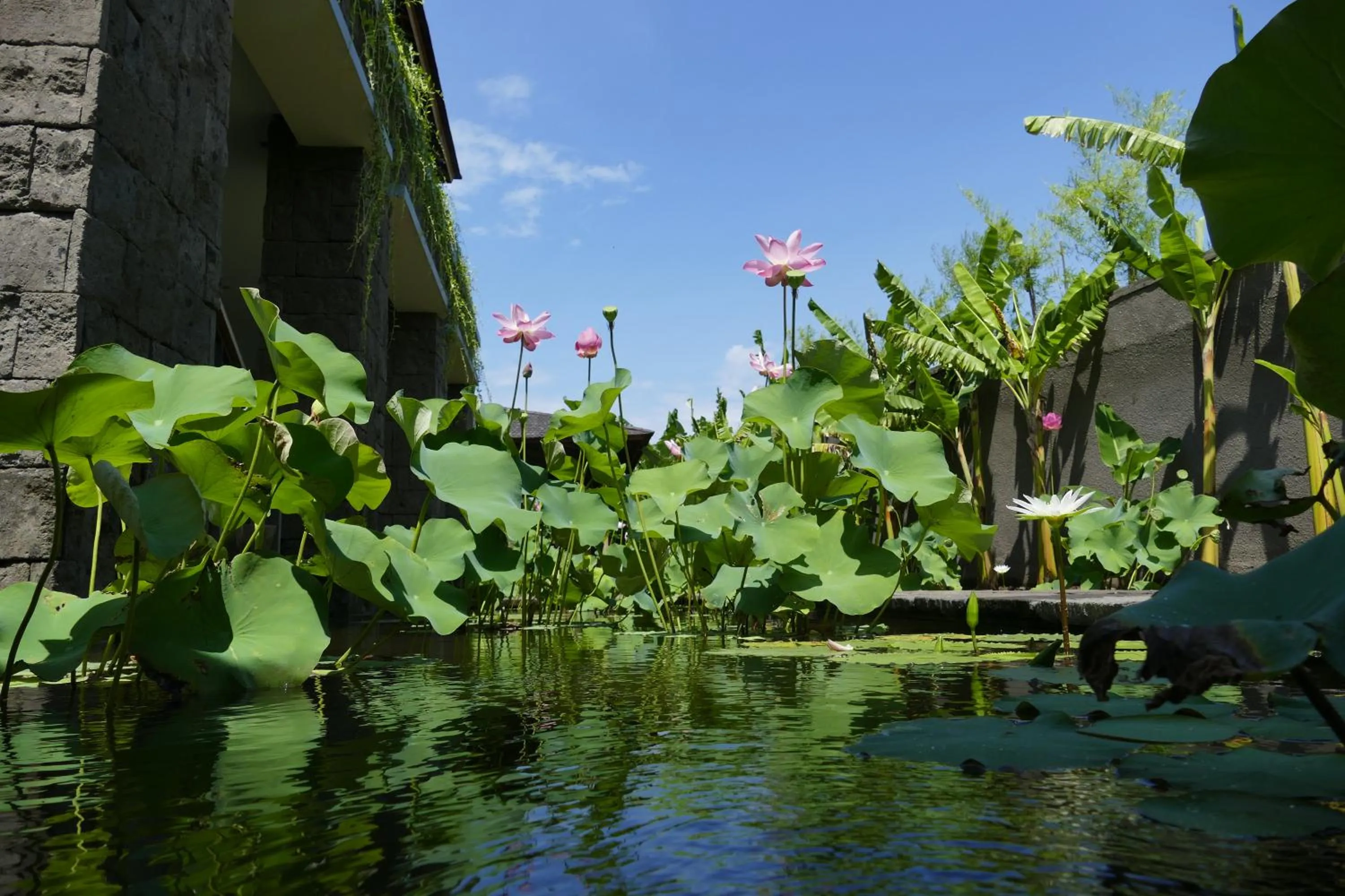 Garden in Alami Boutique Villas & Resort