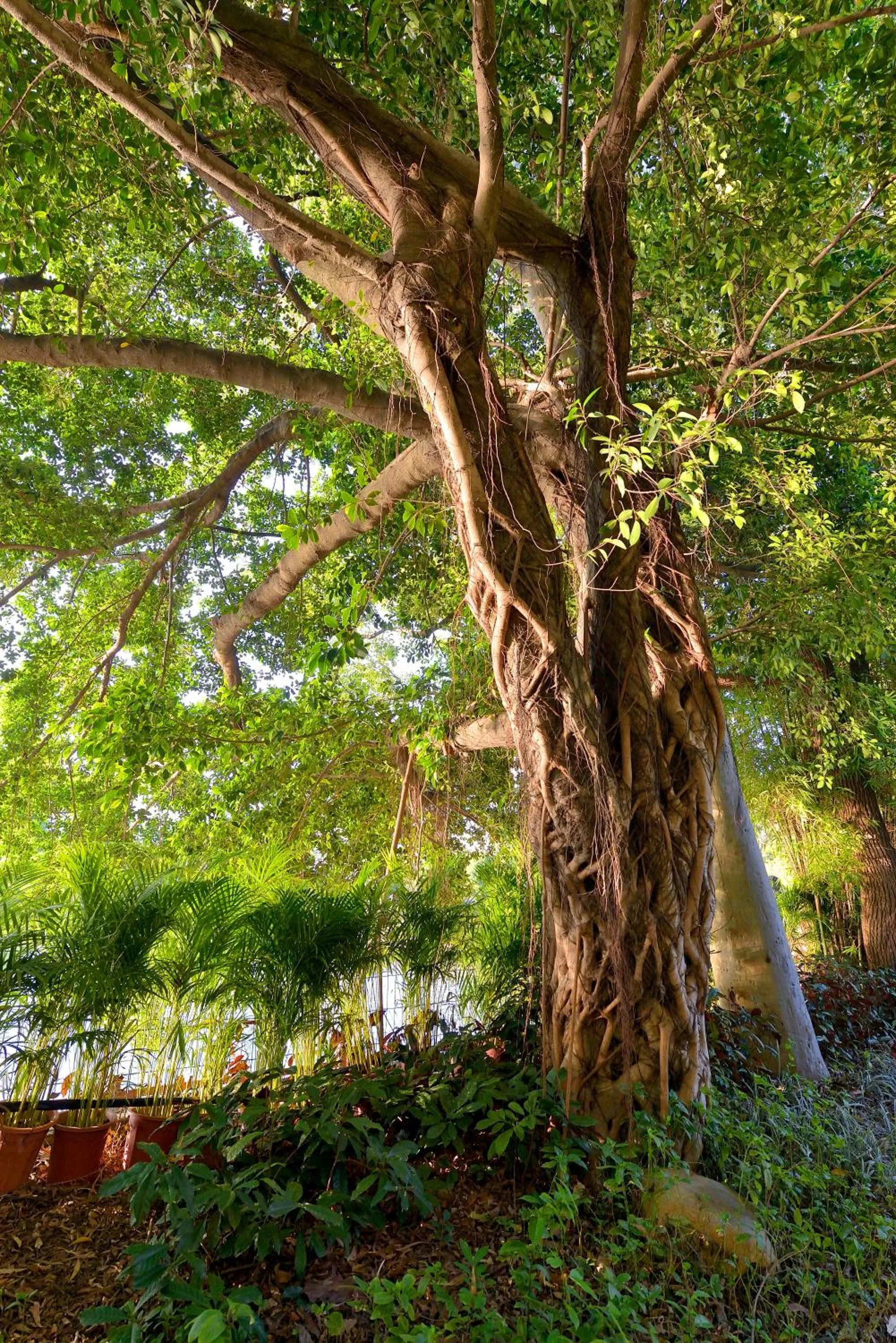 Garden in C&D Hotel Fuzhou