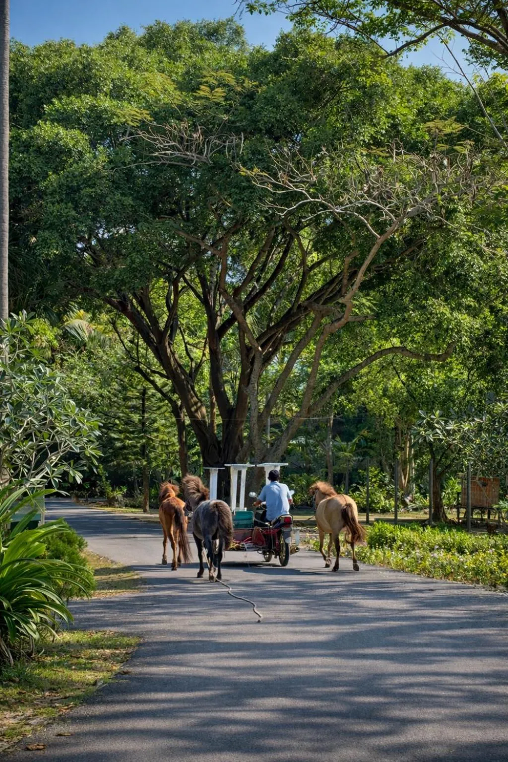 Animals in Fisherman Way Beach Villa