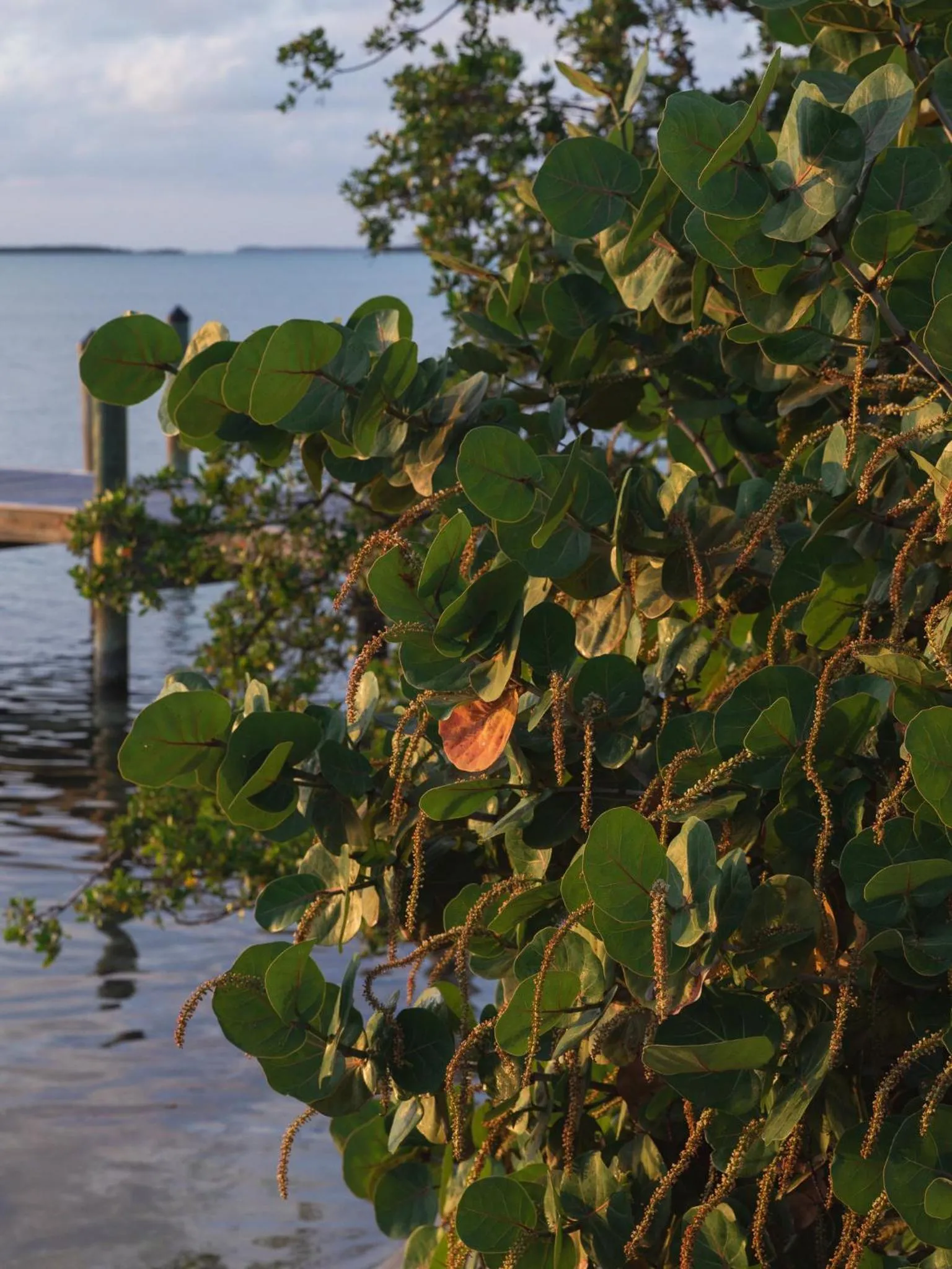 Restaurant/places to eat in Playa Largo Resort & Spa, Autograph Collection