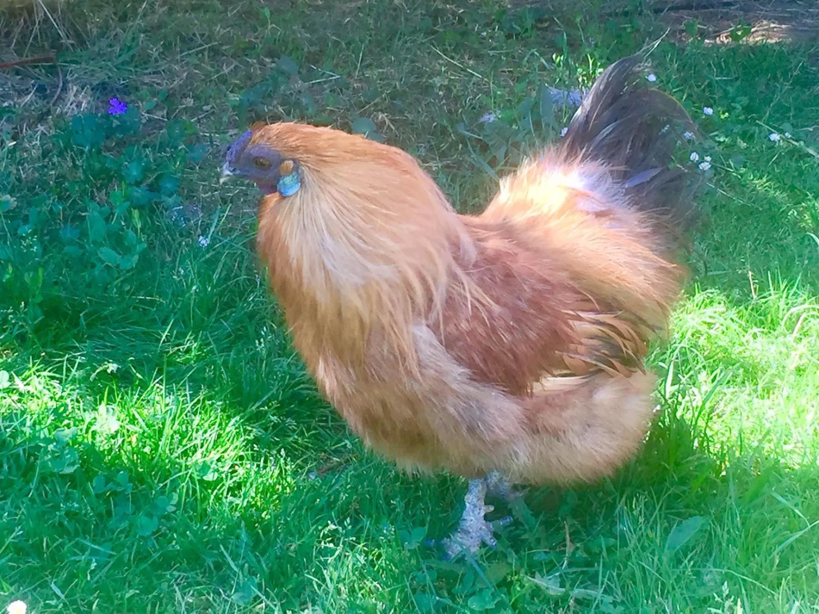 Animals in Les Maitres Sonneurs