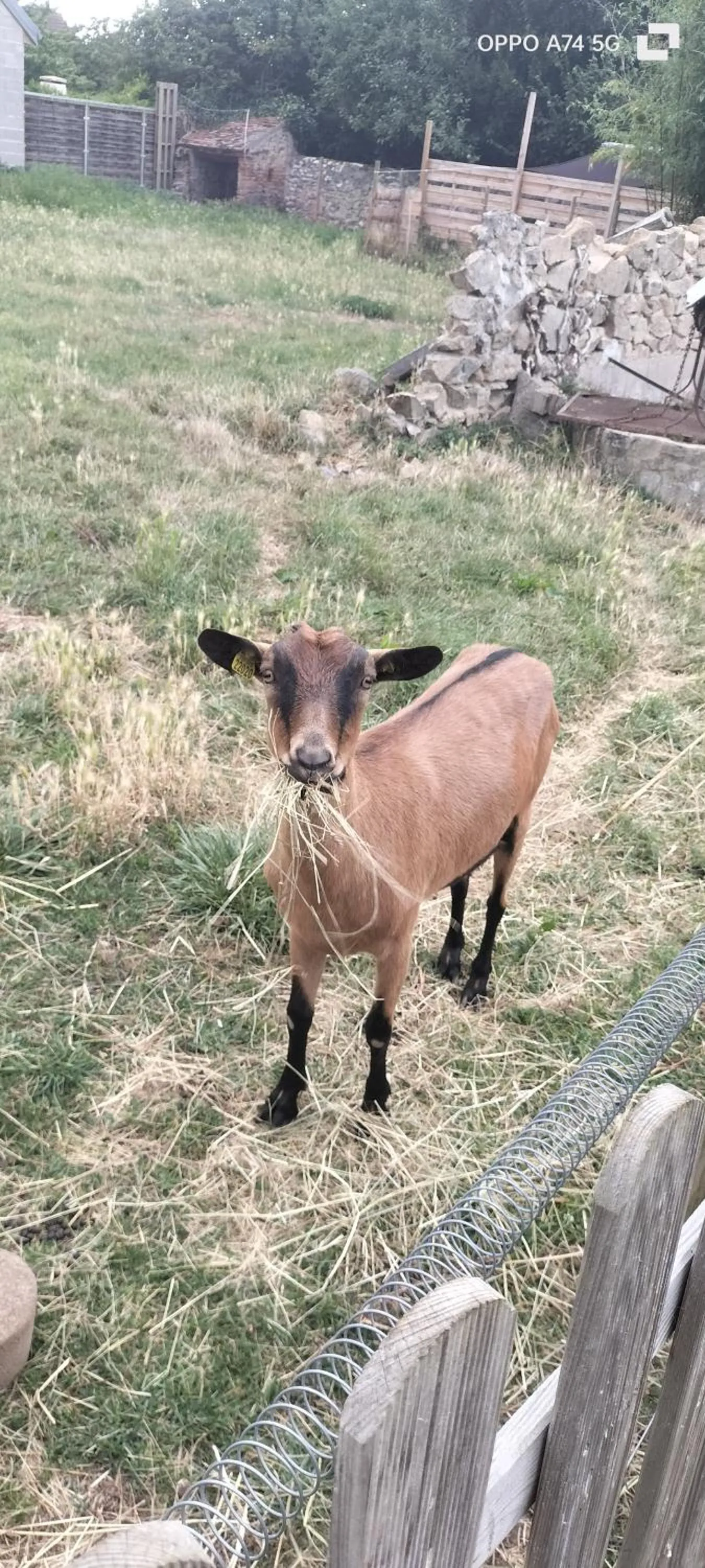 Les Maitres Sonneurs