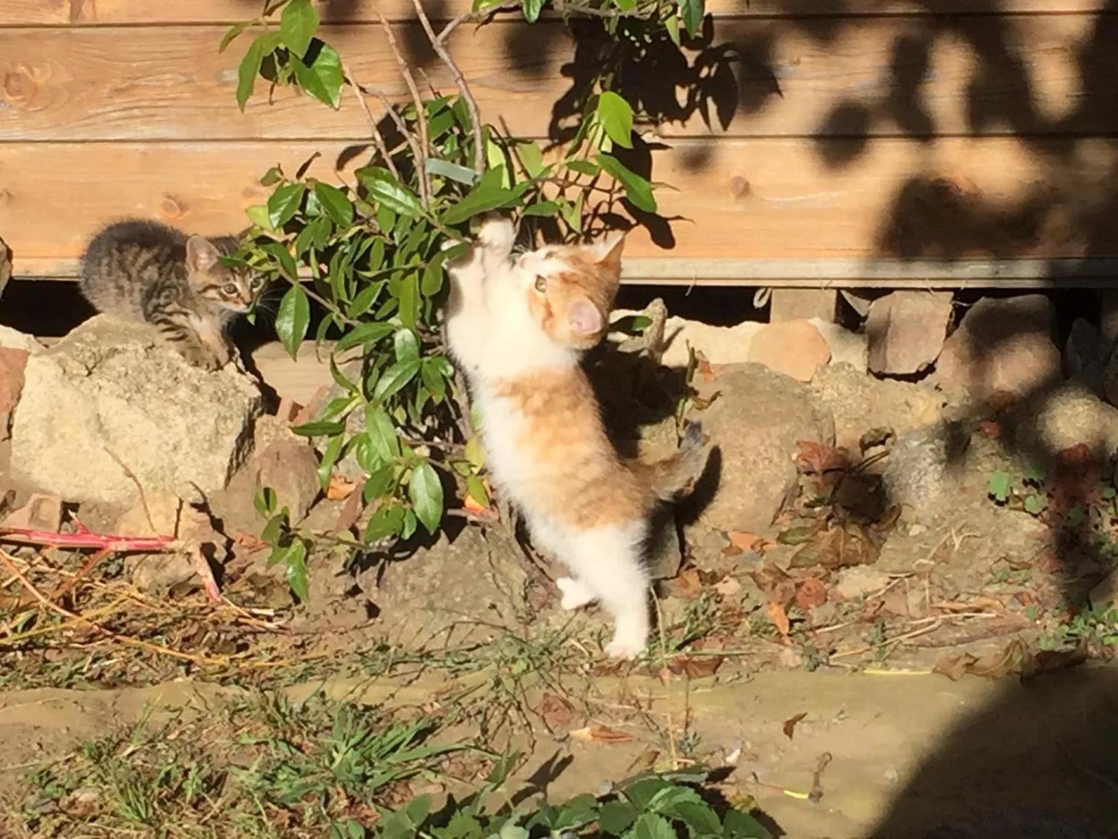 Animals in Les Maitres Sonneurs