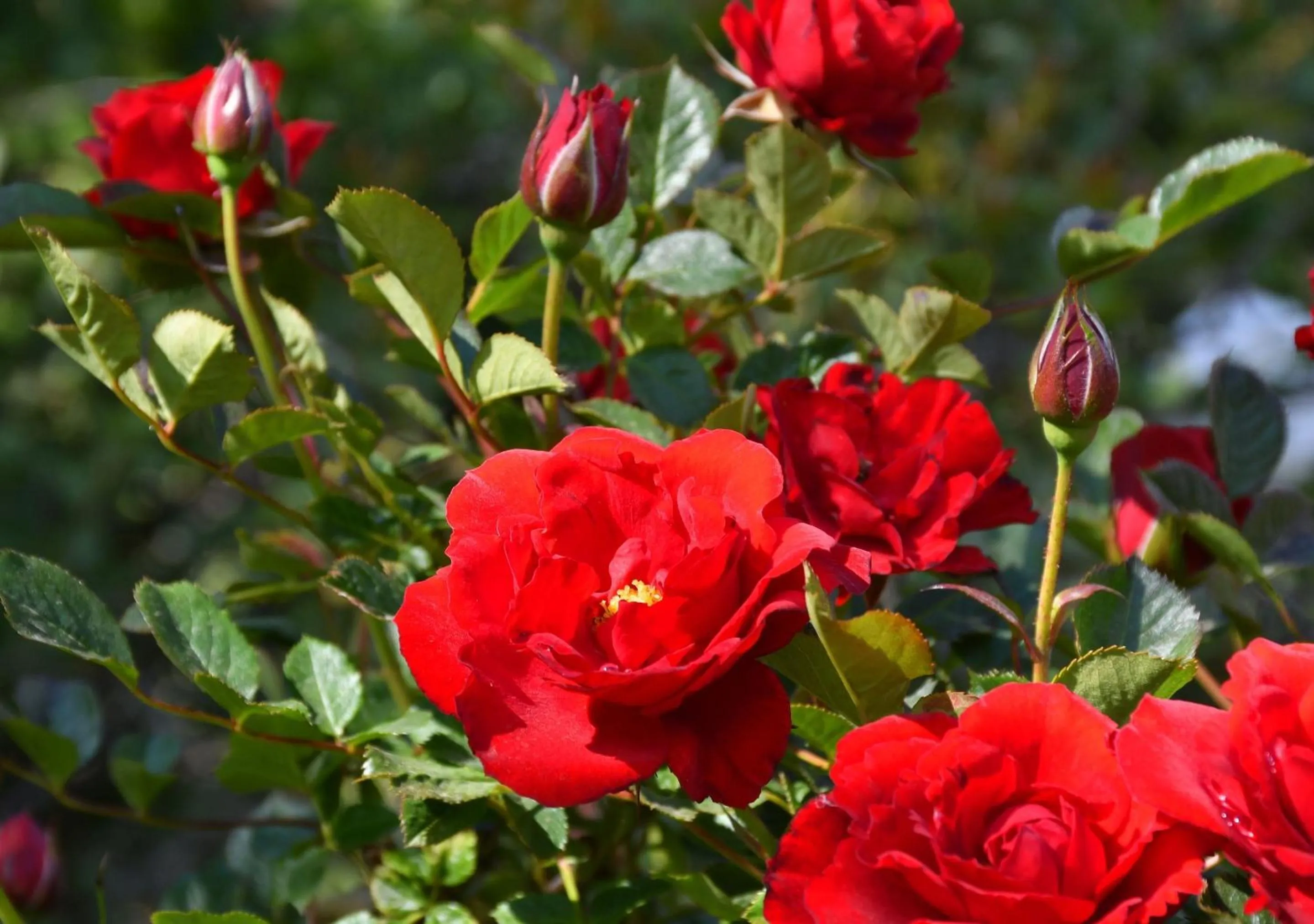 Garden in Aparts La Balconada by DOT Suites