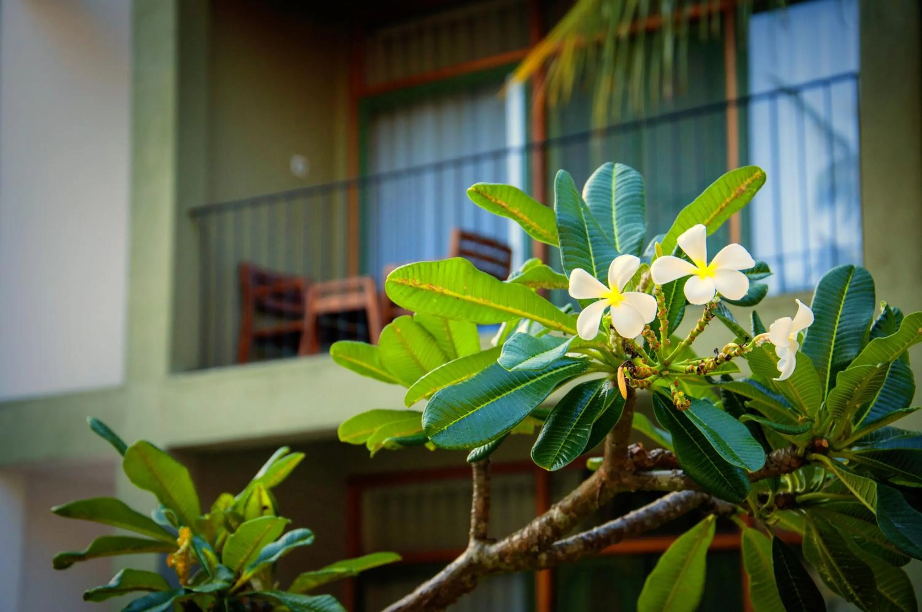 Balcony/Terrace in Fresco Water Villa