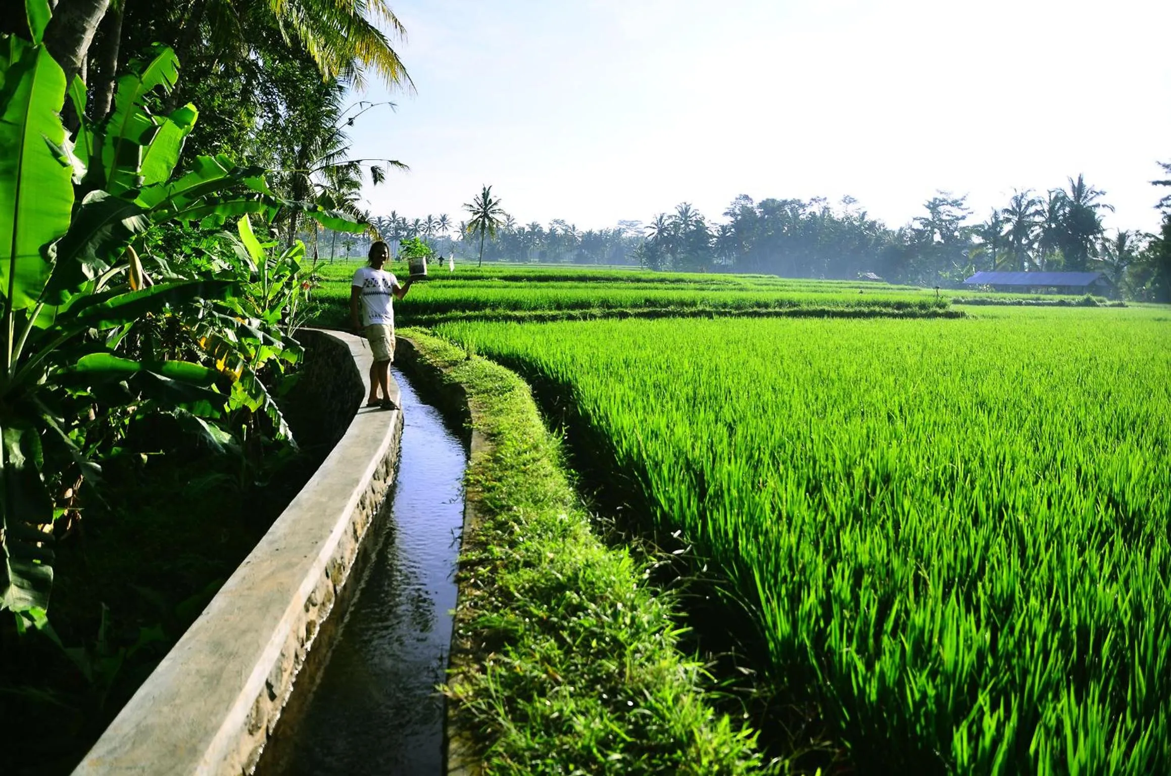 Day in Ubud Sawah Scenery Villa and Homestay