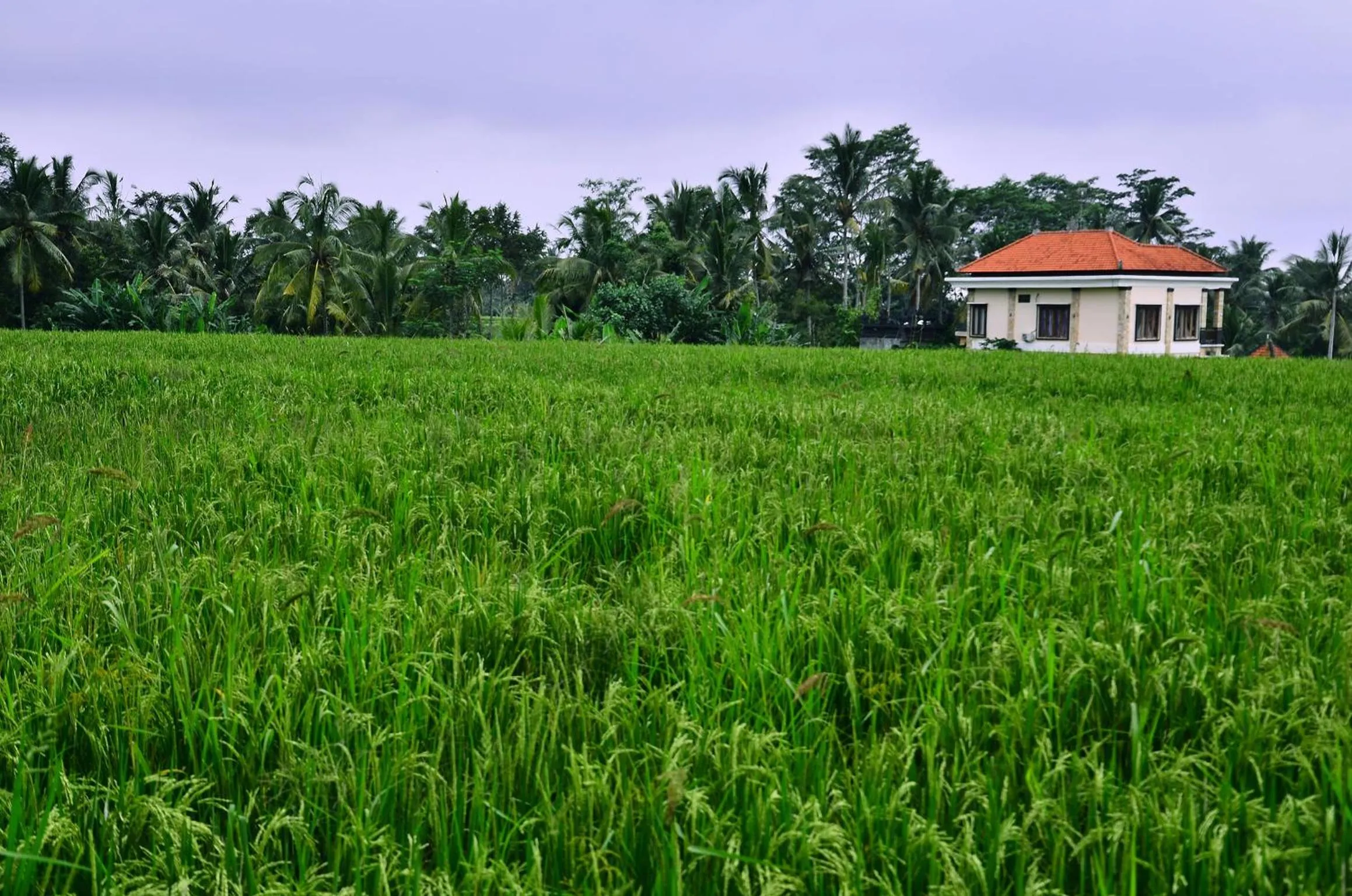 Natural landscape in Ubud Sawah Scenery Villa and Homestay