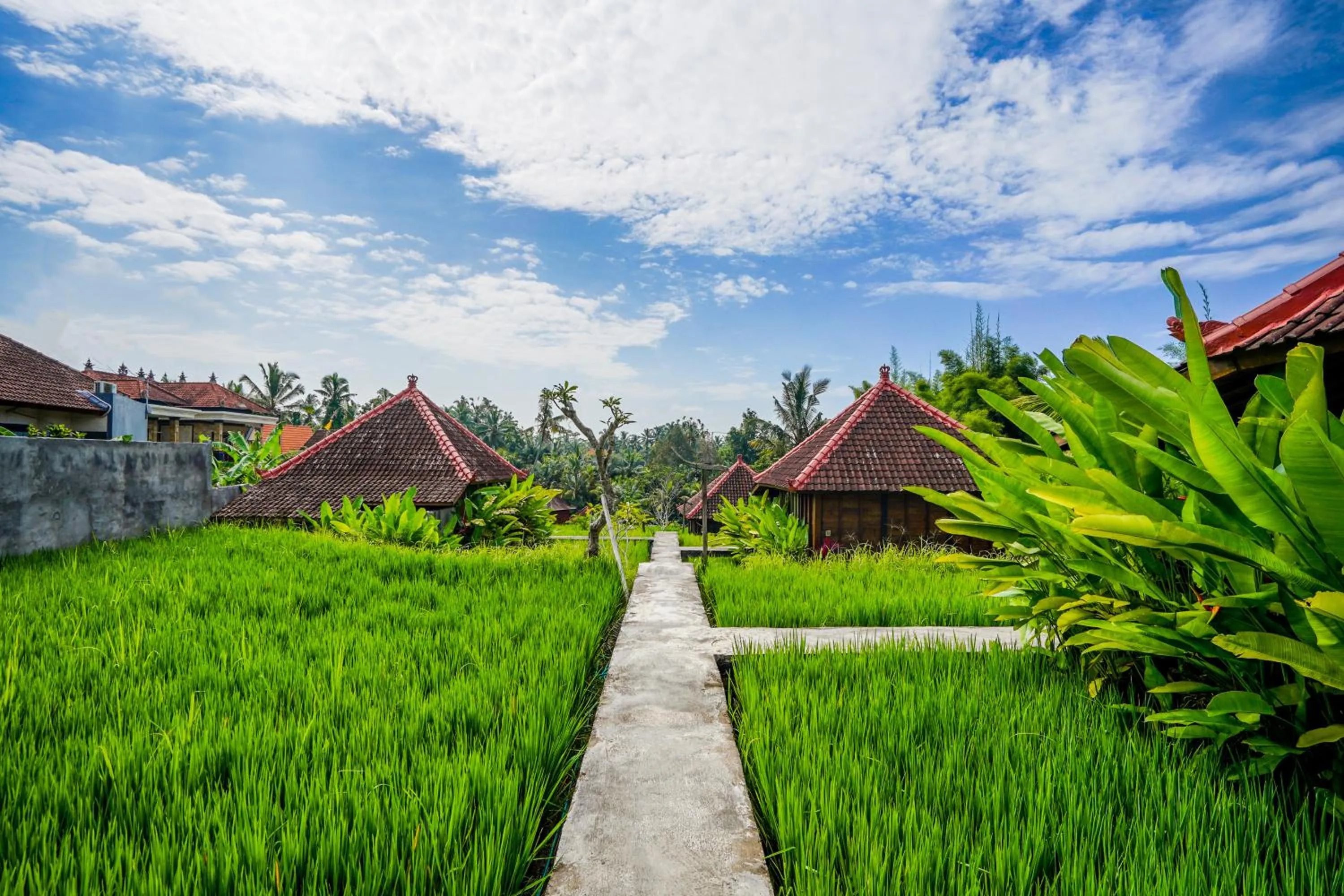Day in Ubud Sawah Scenery Villa and Homestay
