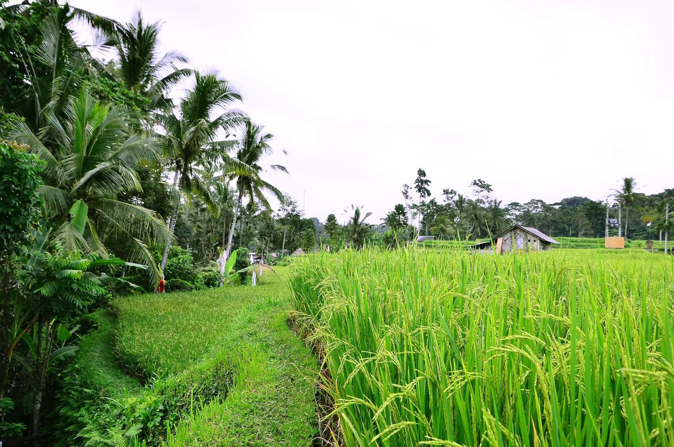 Natural landscape in Ubud Sawah Scenery Villa and Homestay