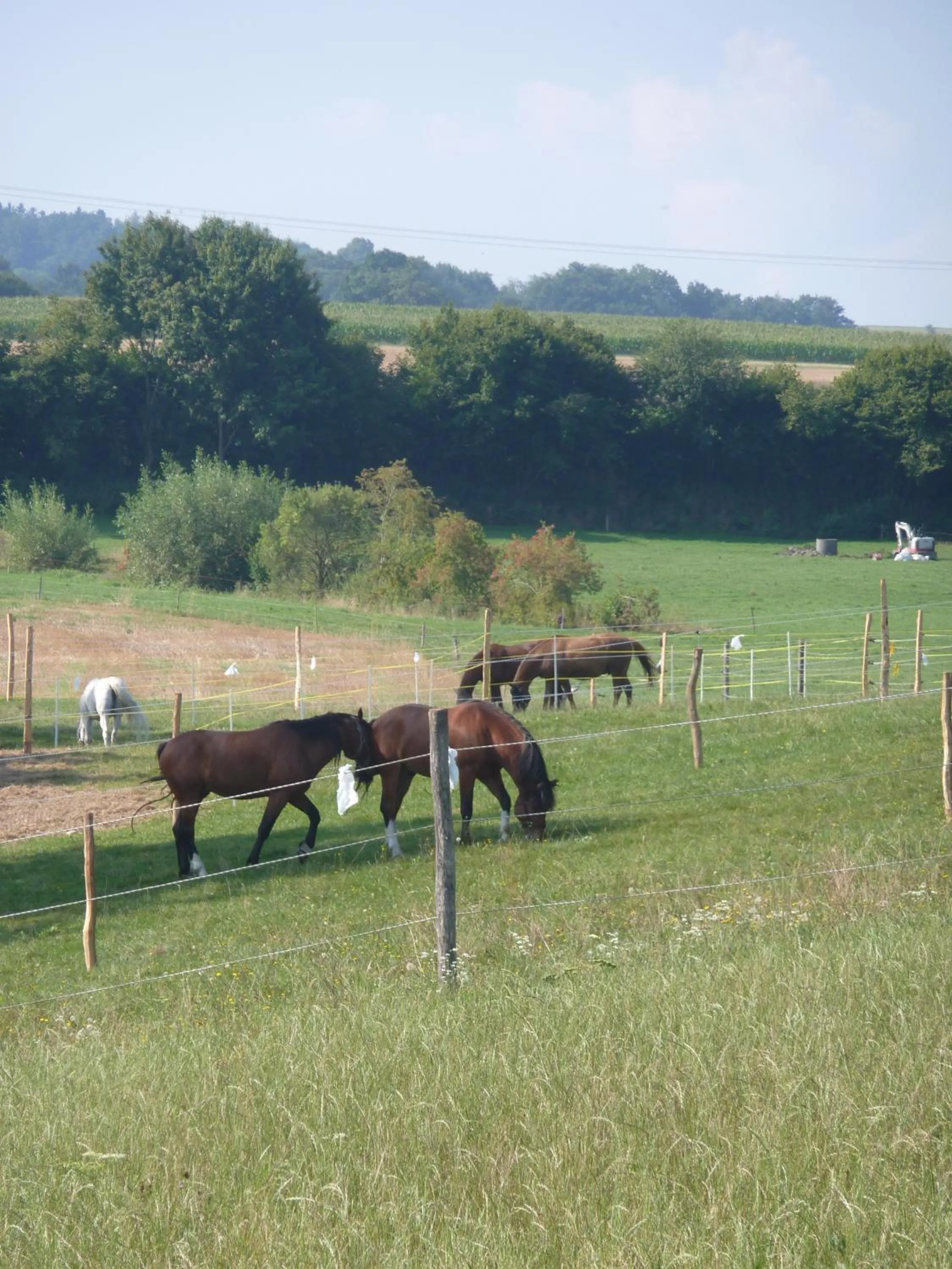 Natural landscape in Studio Elegant