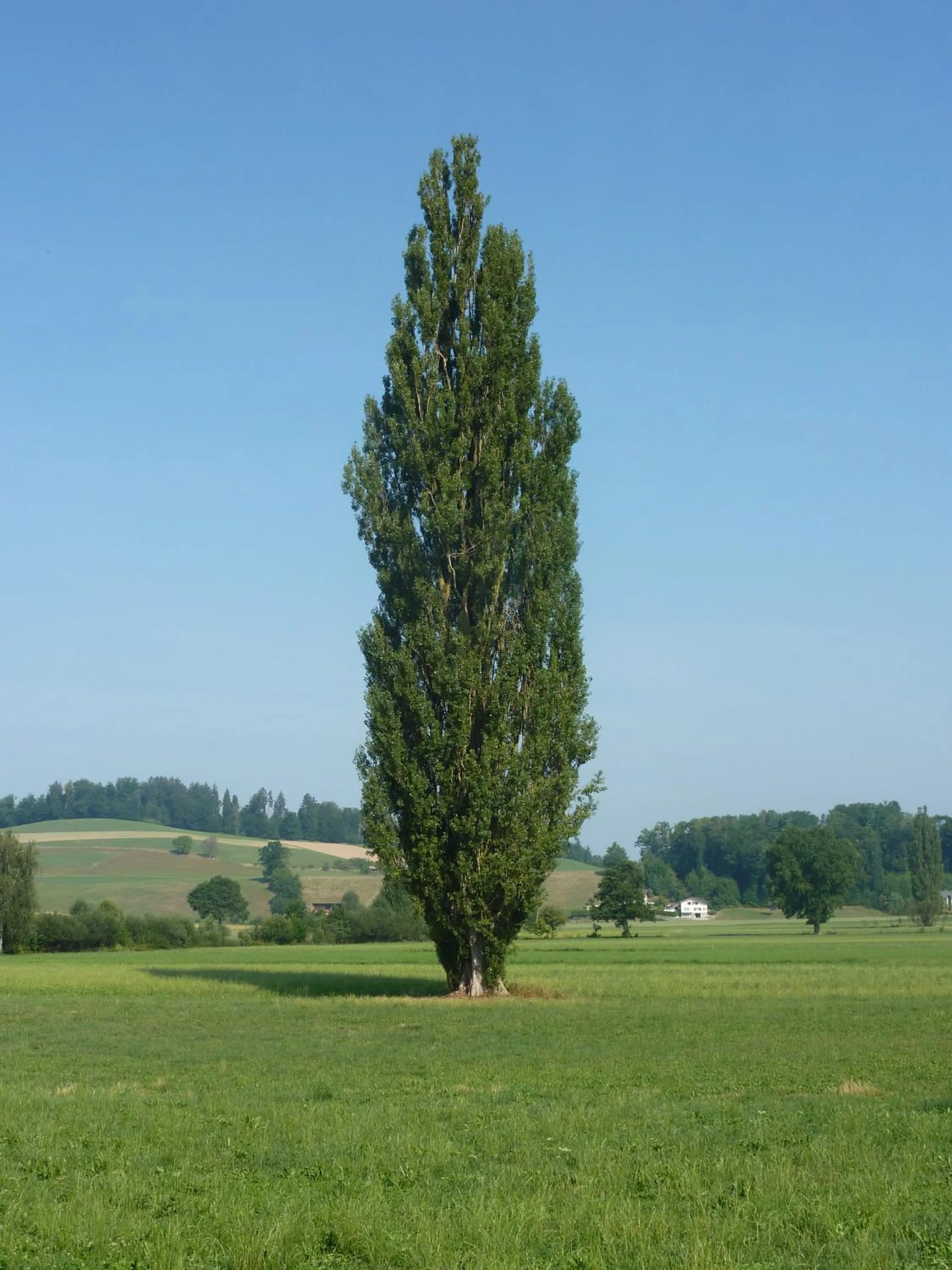 Natural landscape in Studio Elegant
