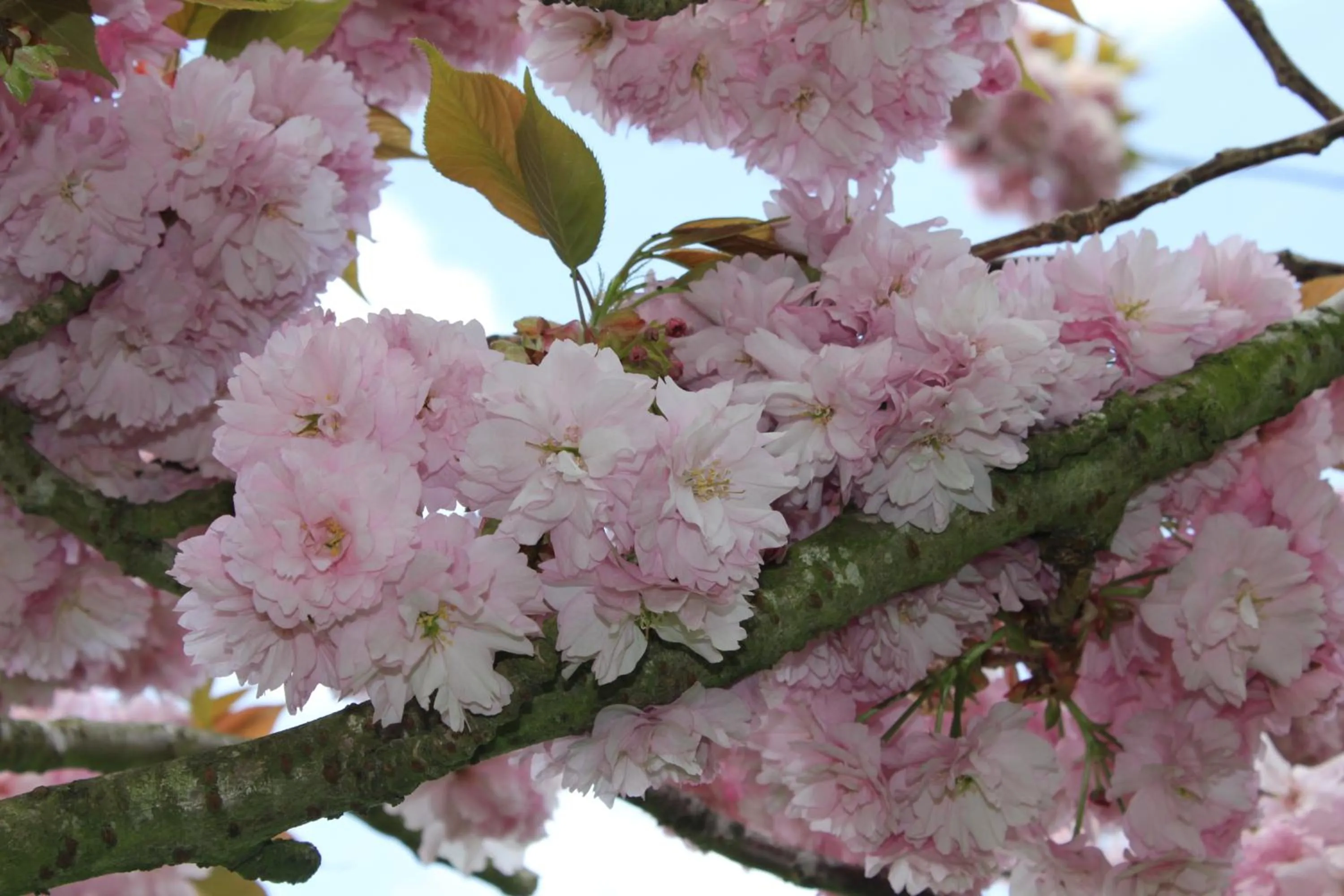 Garden view in L'Heure Bleue gîtes et chambres d'hôtes
