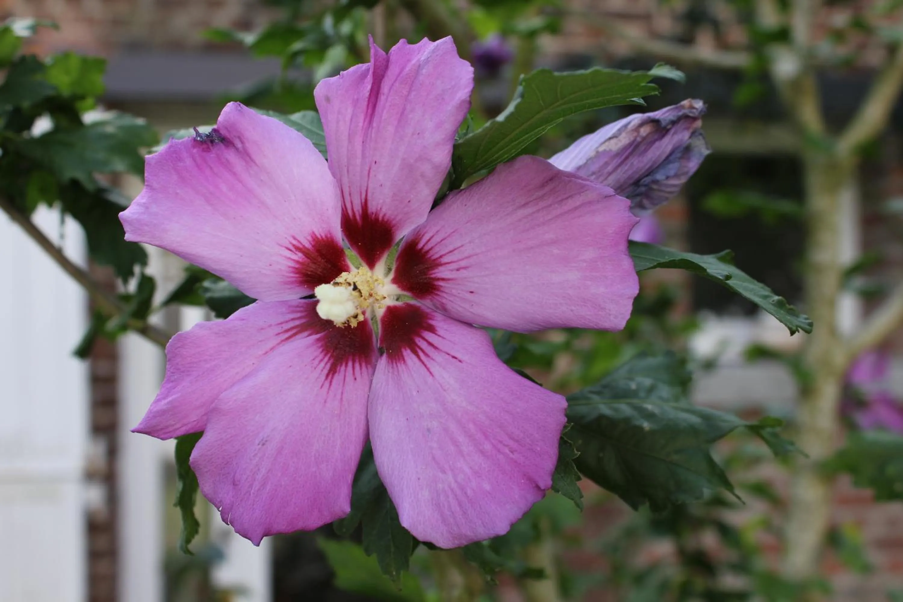 Garden in L'Heure Bleue gîtes et chambres d'hôtes