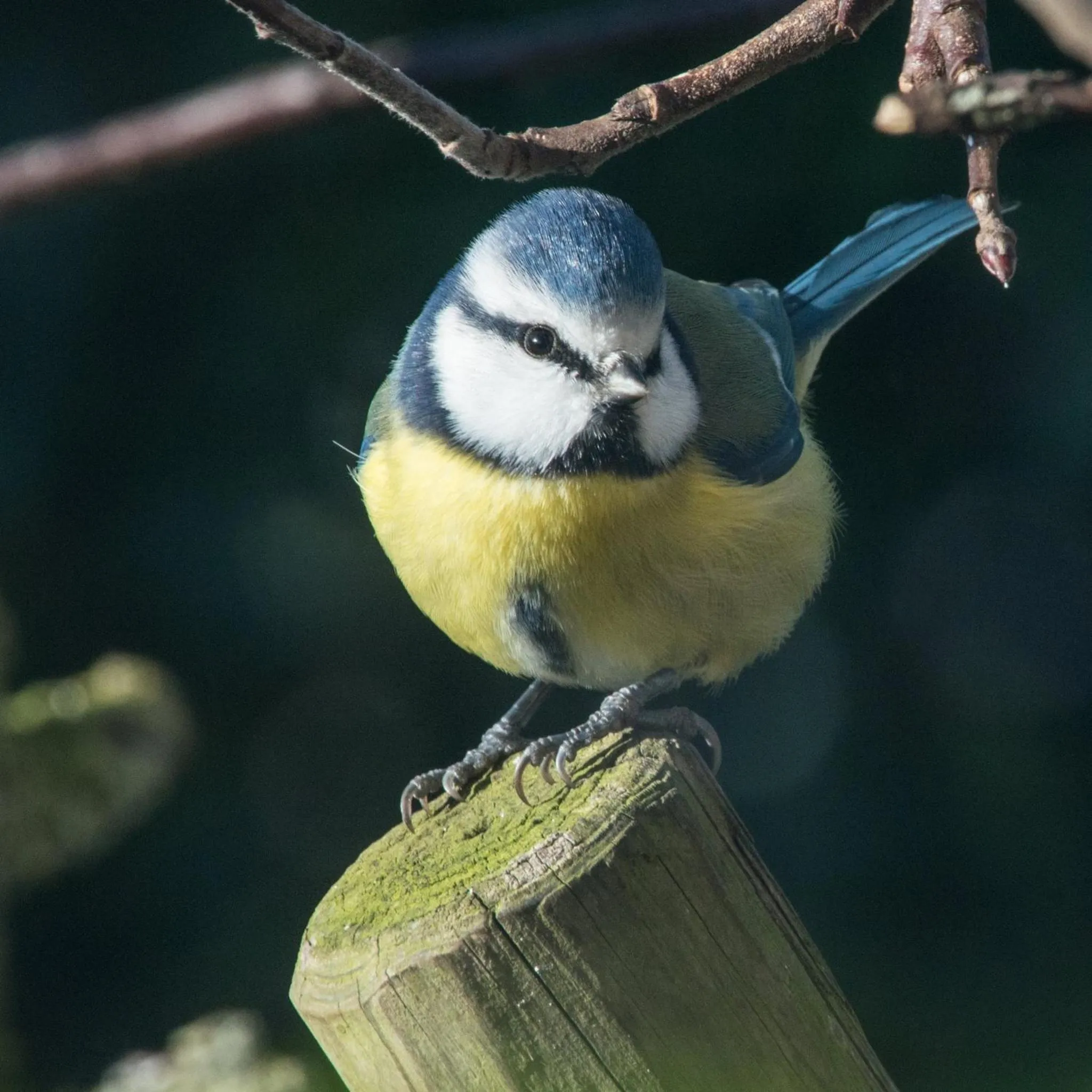 Garden in L'Heure Bleue gîtes et chambres d'hôtes
