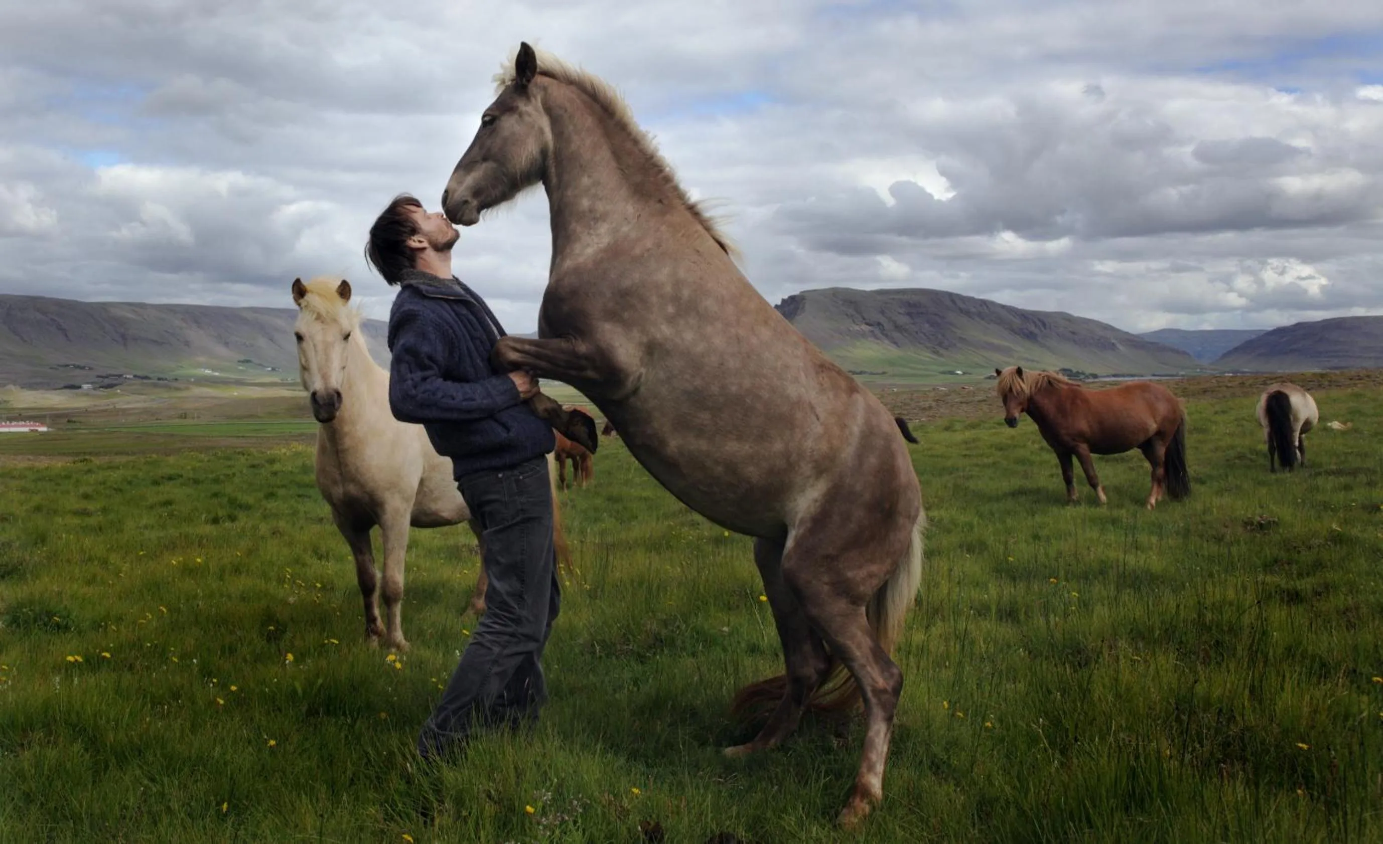 Animals in Wilderness Center / Óbyggðasetur Íslands