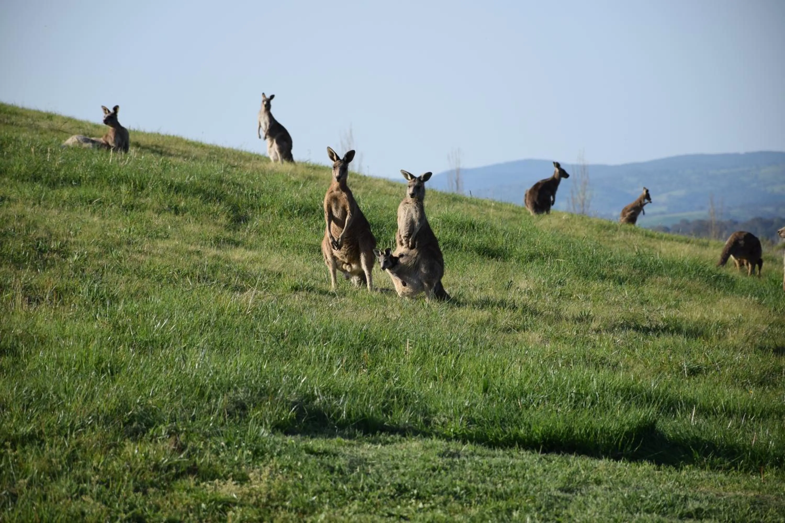 Animals in Borrodell Vineyard