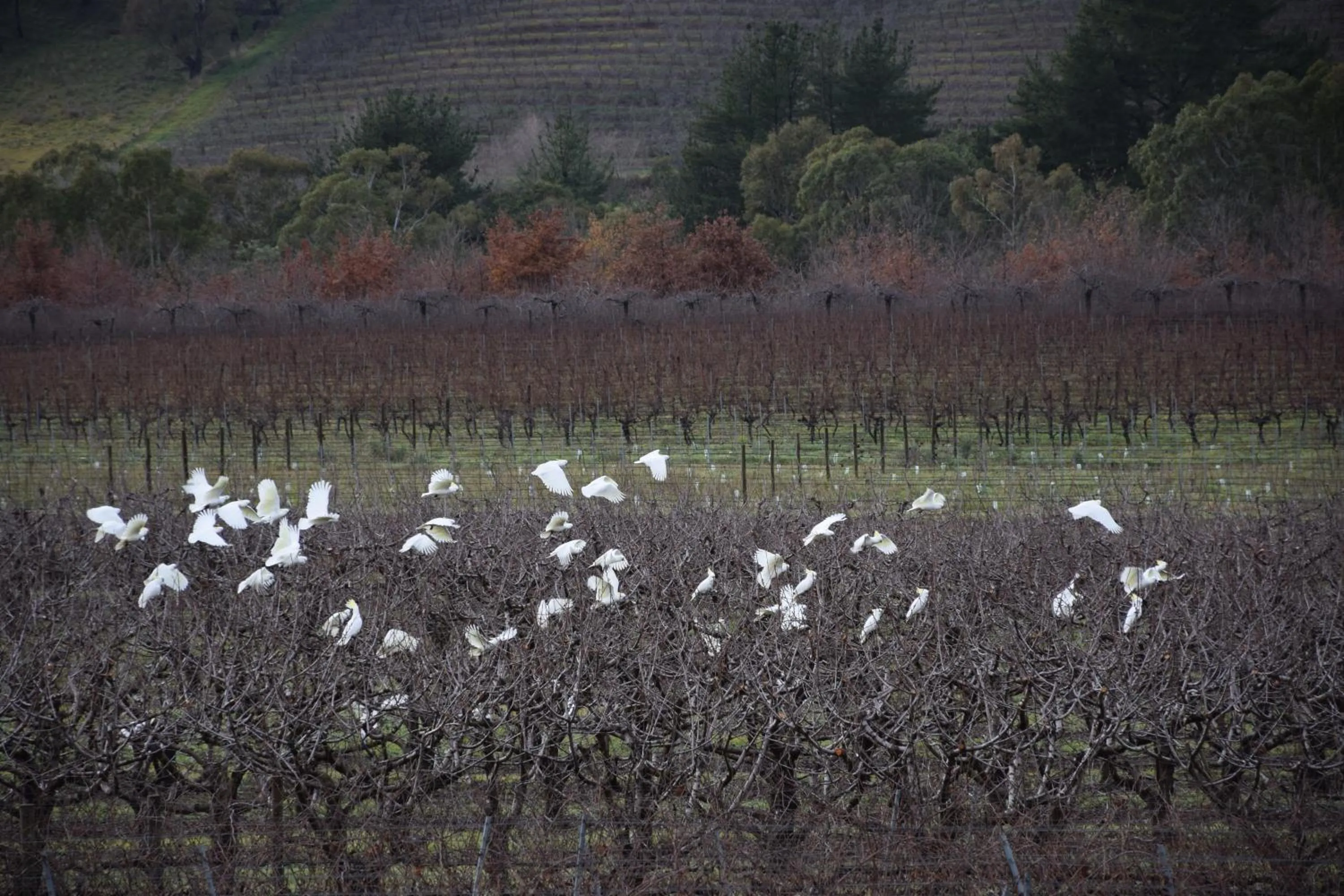 Animals in Borrodell Vineyard