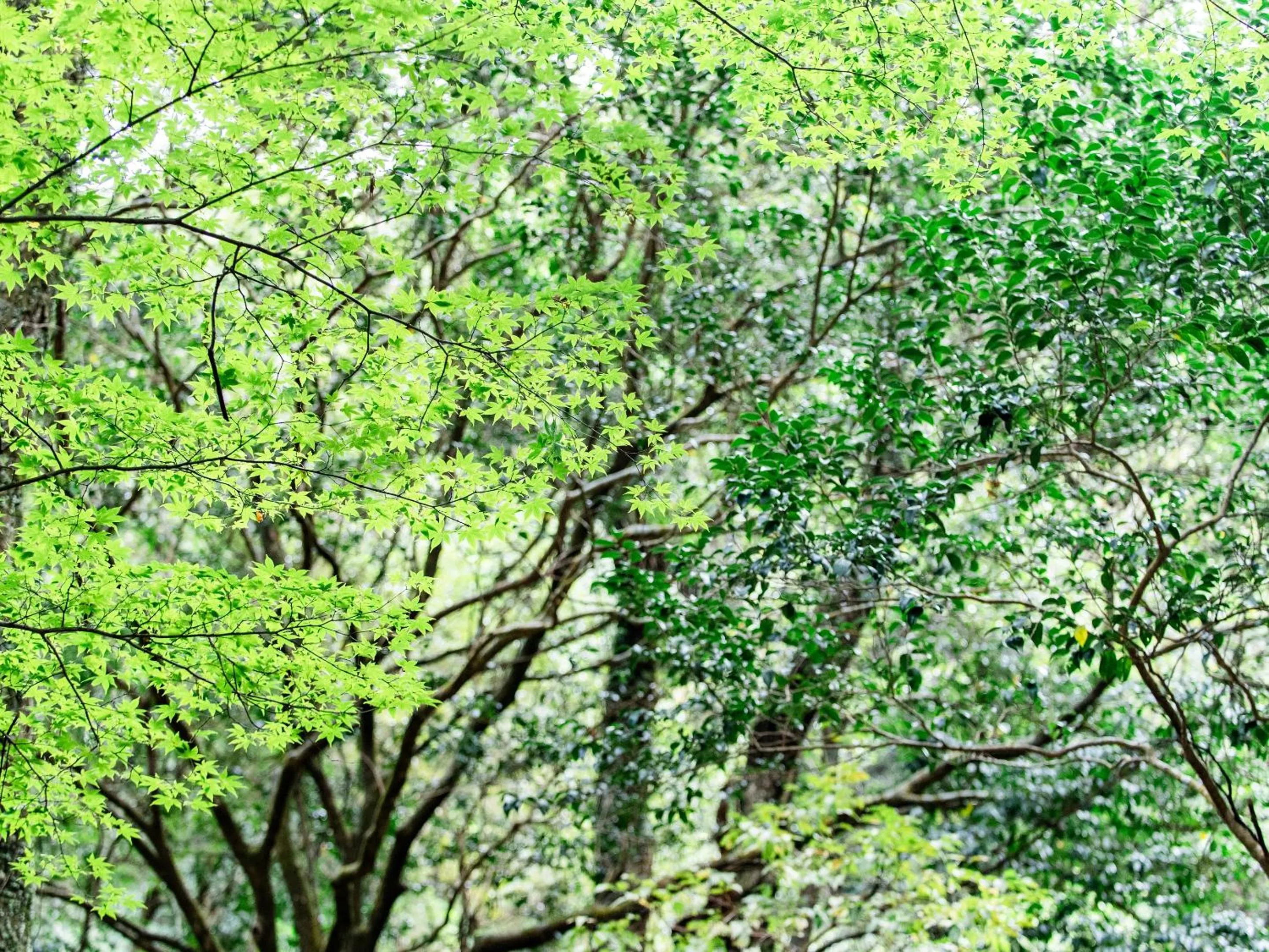 Natural landscape in Kirishima Momijidani Seiryuso