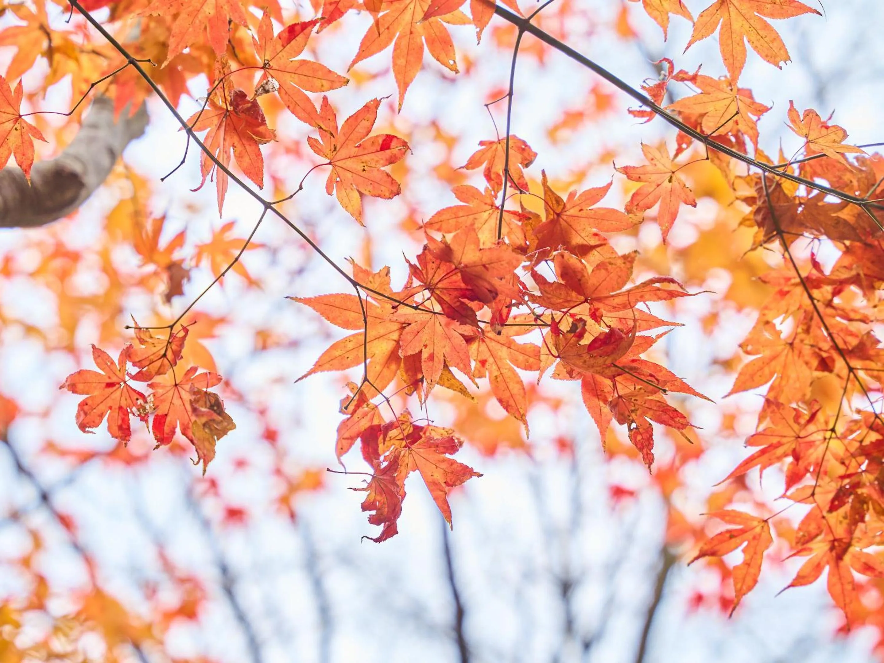 View (from property/room) in Kirishima Momijidani Seiryuso