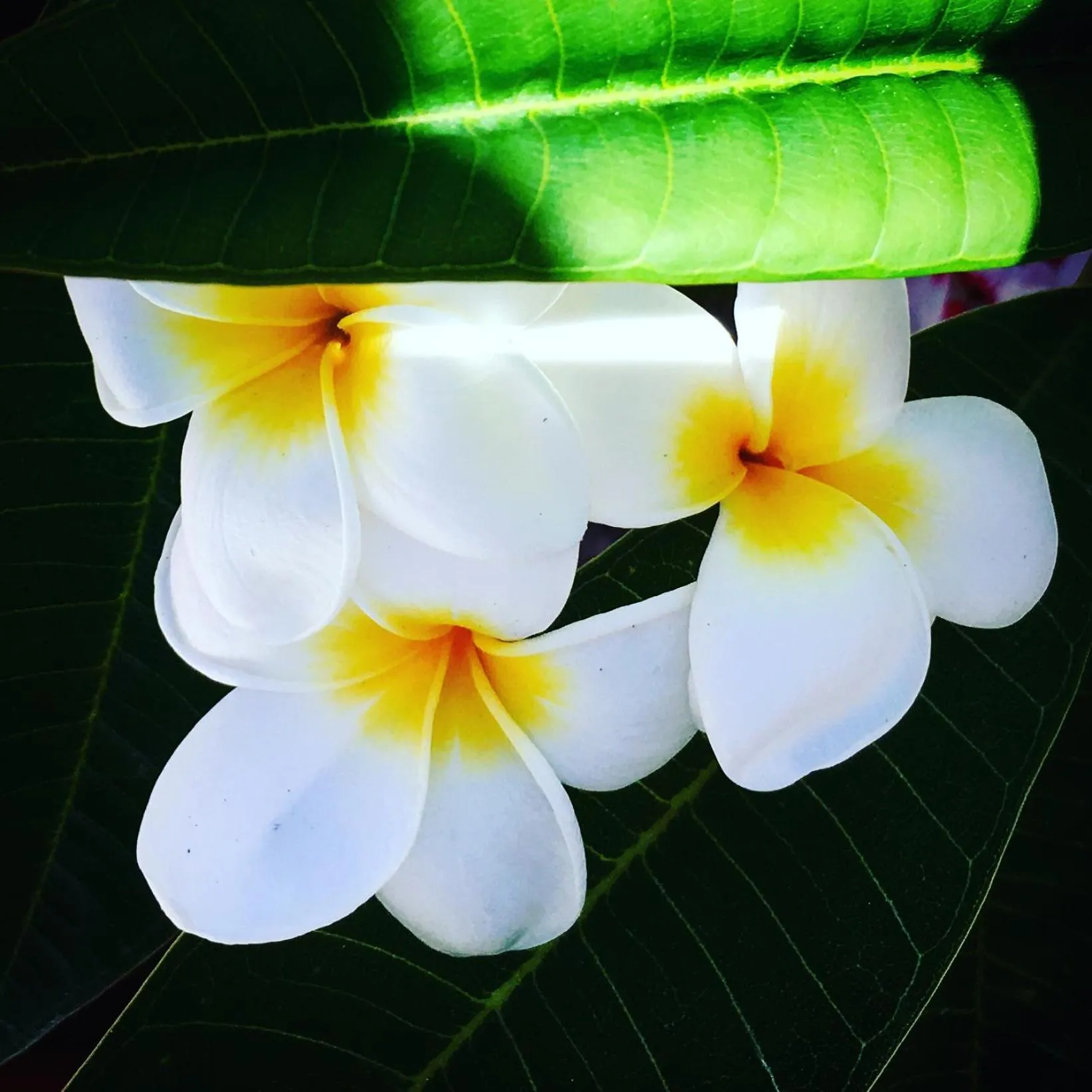Garden view in Residenza RoMa
