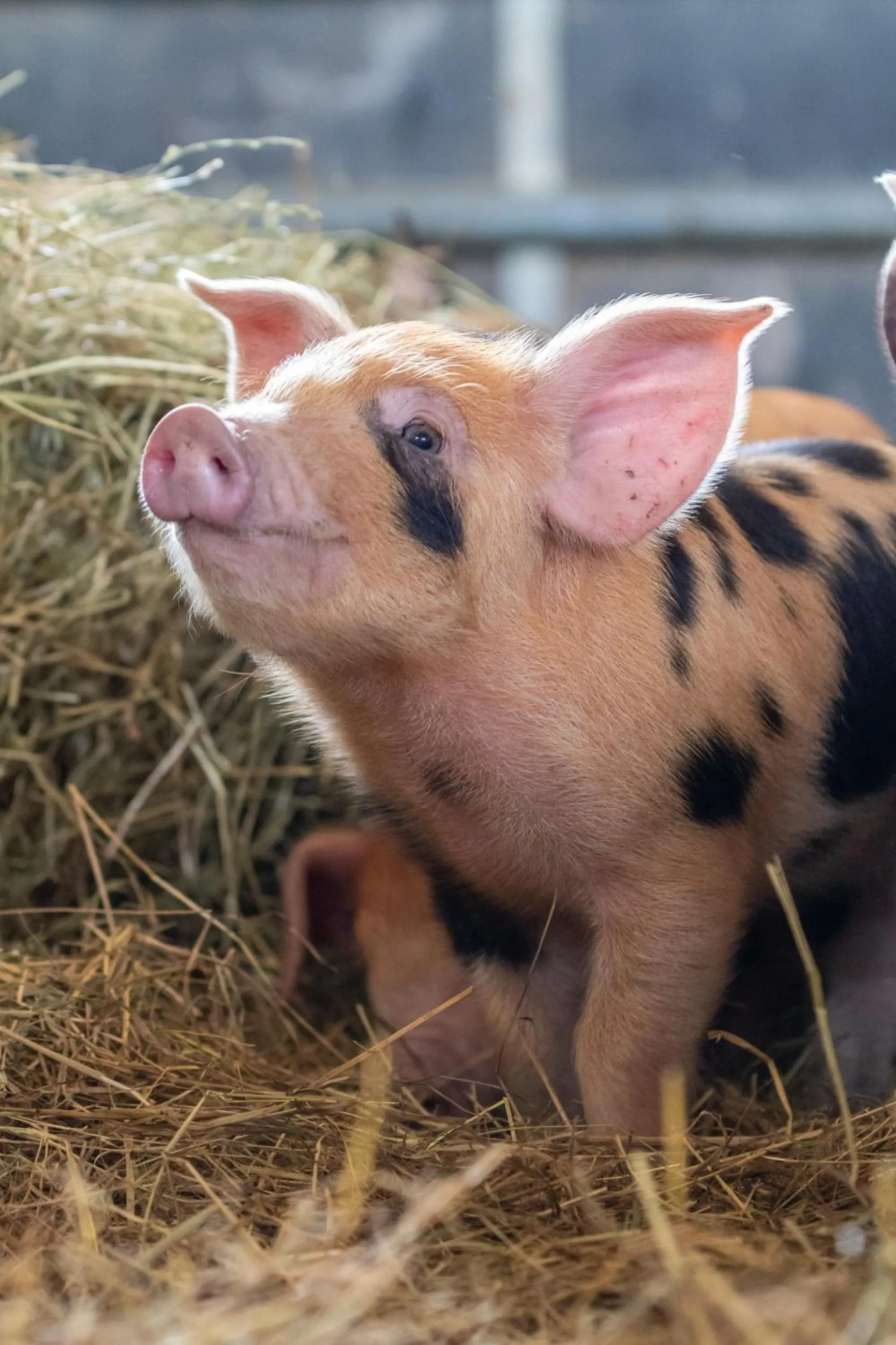 The Grainary Cottages