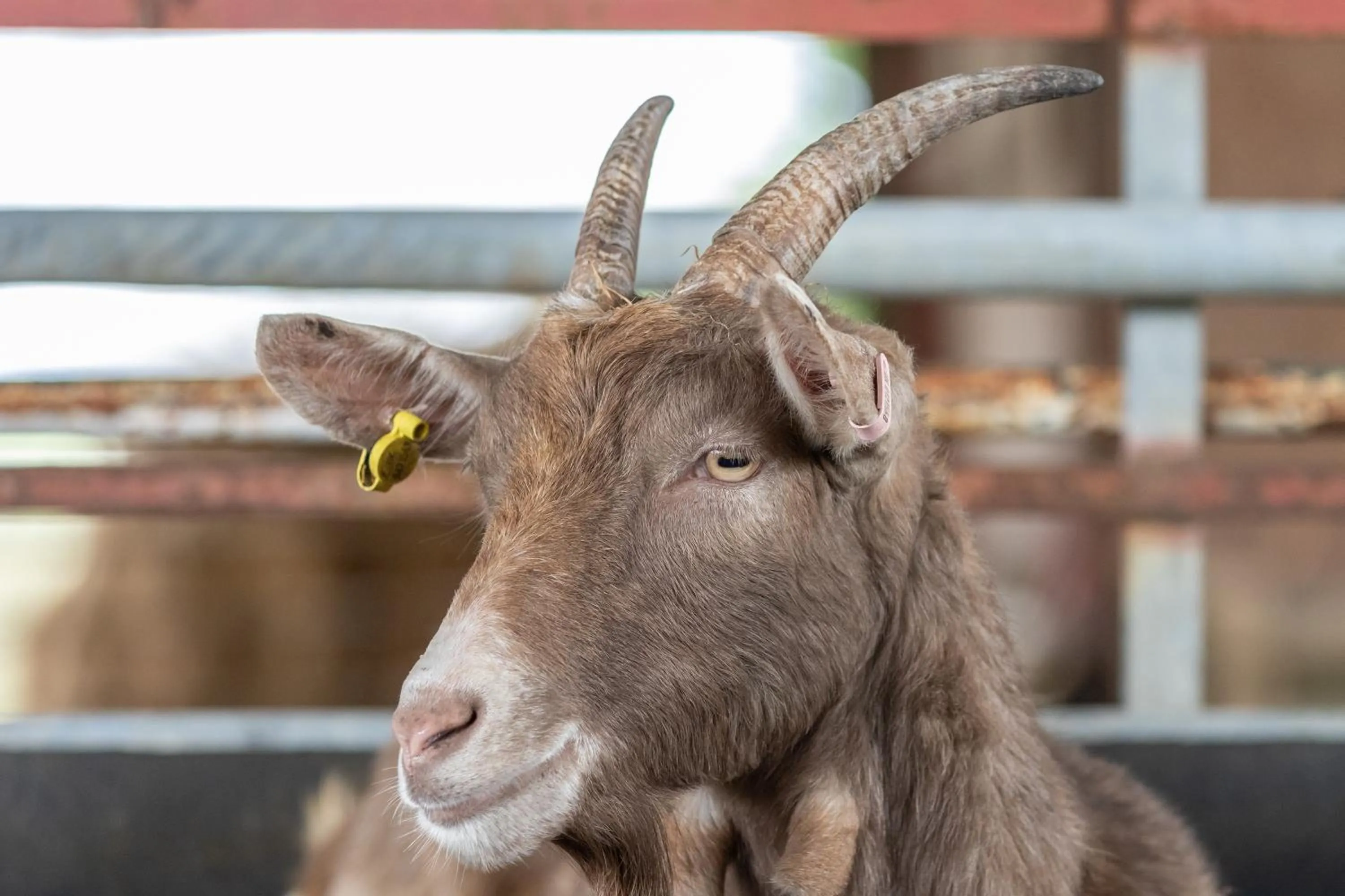 The Grainary Cottages