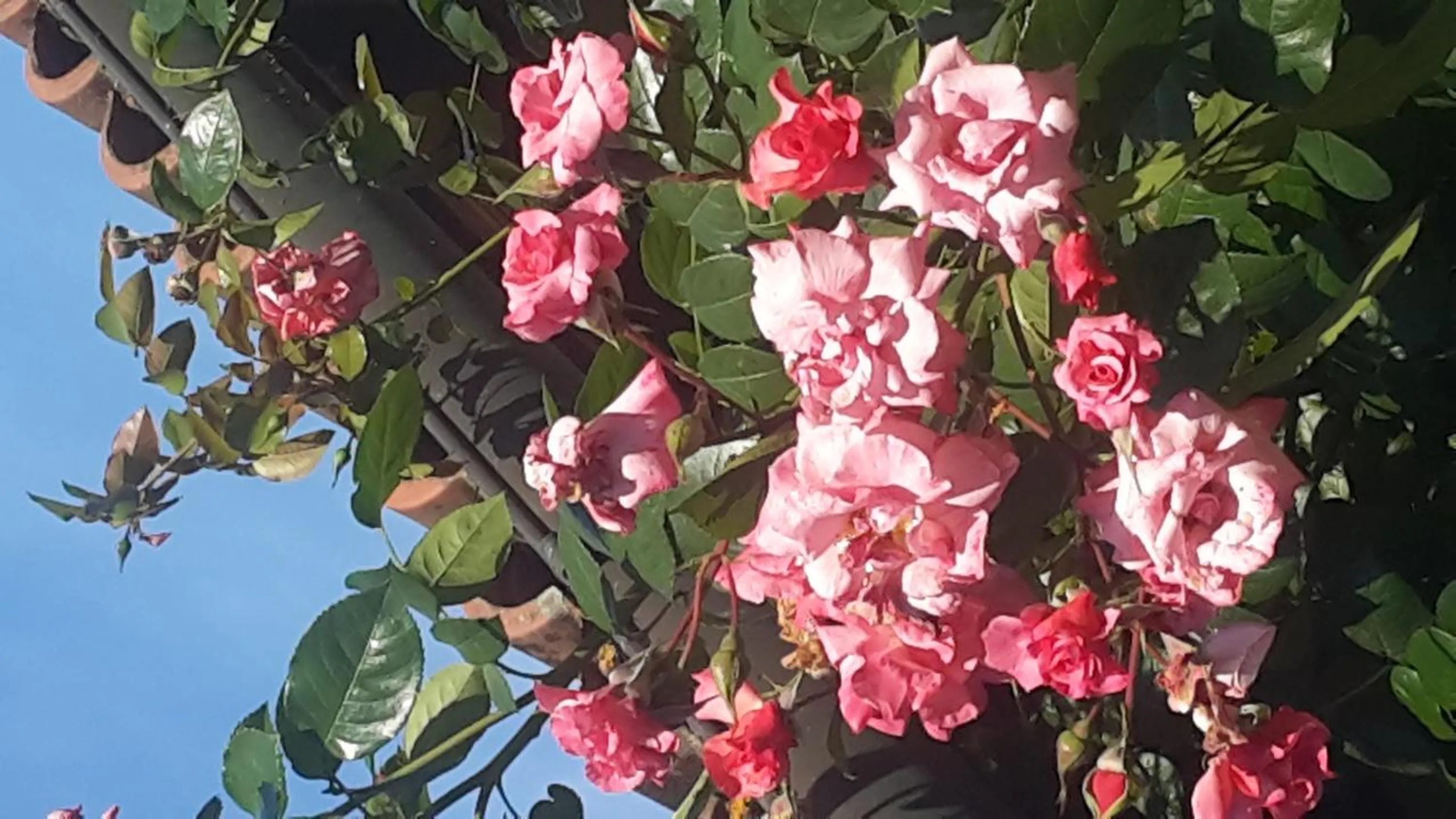 Decorative detail in Artenatura BeB