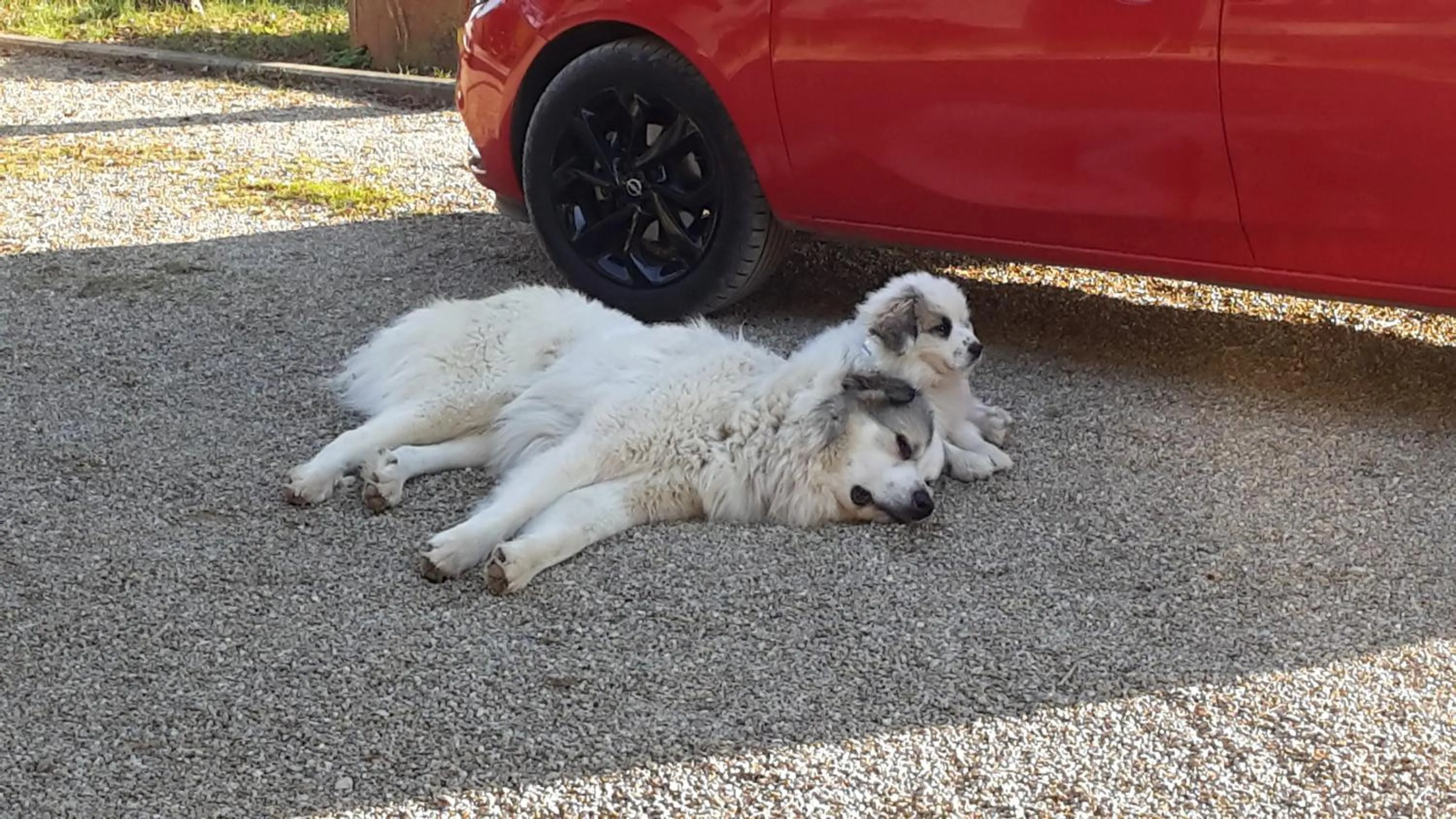 Pets in Artenatura BeB