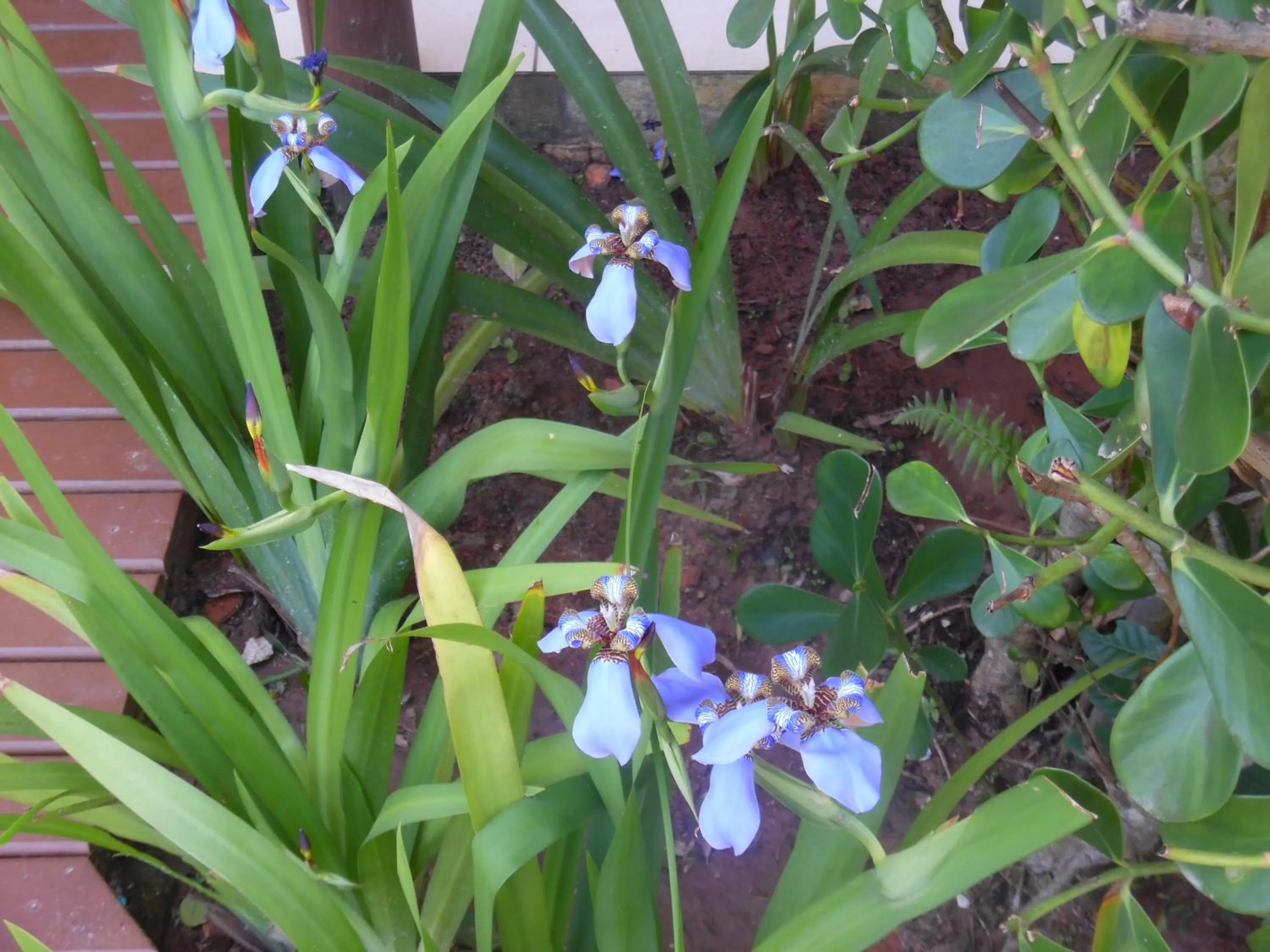 Garden in Morada Dos Ventos