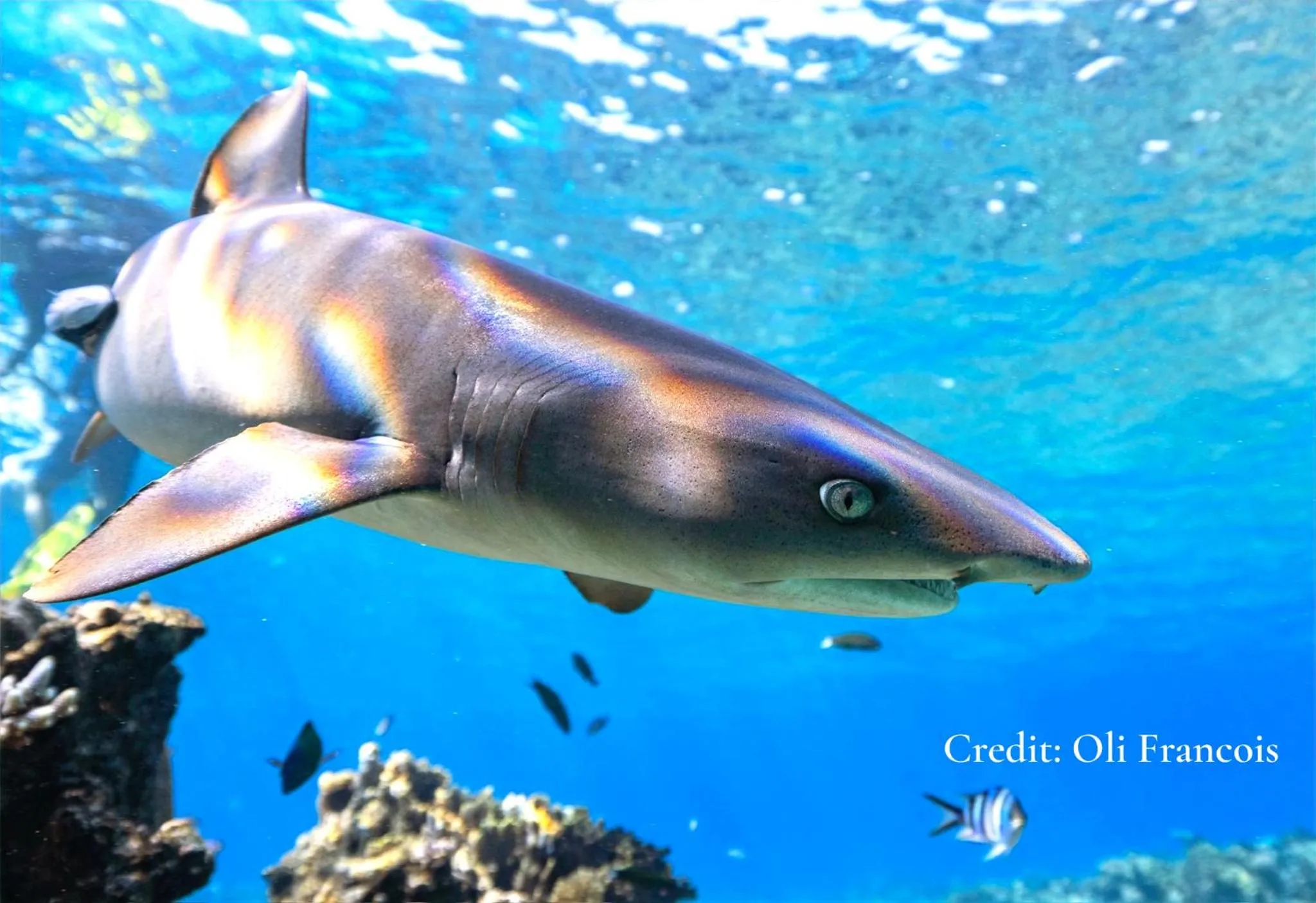 Animals in Barefoot Kuata Island Resort