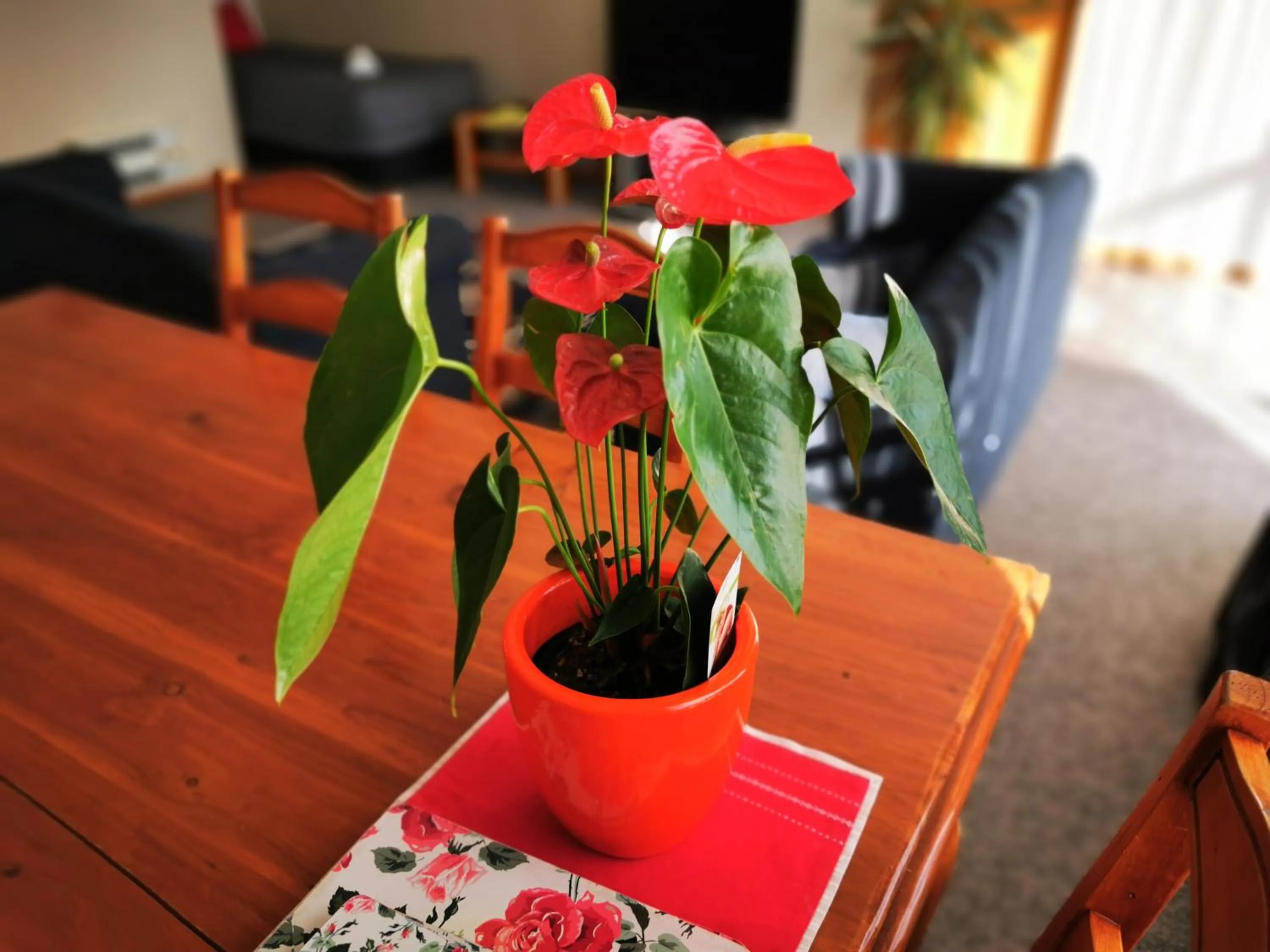 Living room in Broadview Motel