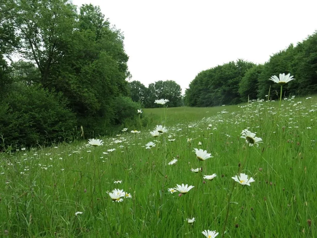 Property building in Maison d'Eclaibes