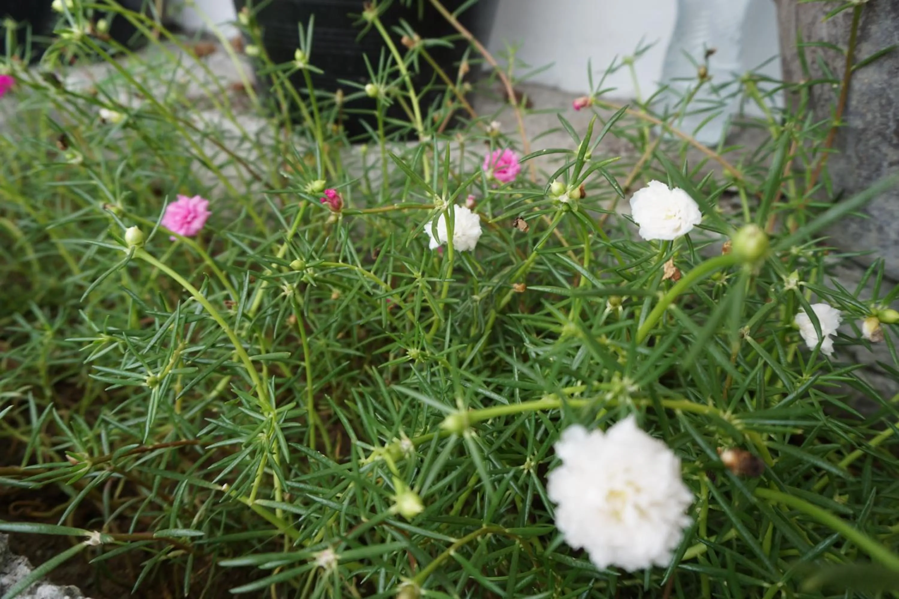 Natural landscape in V at Bangsaen